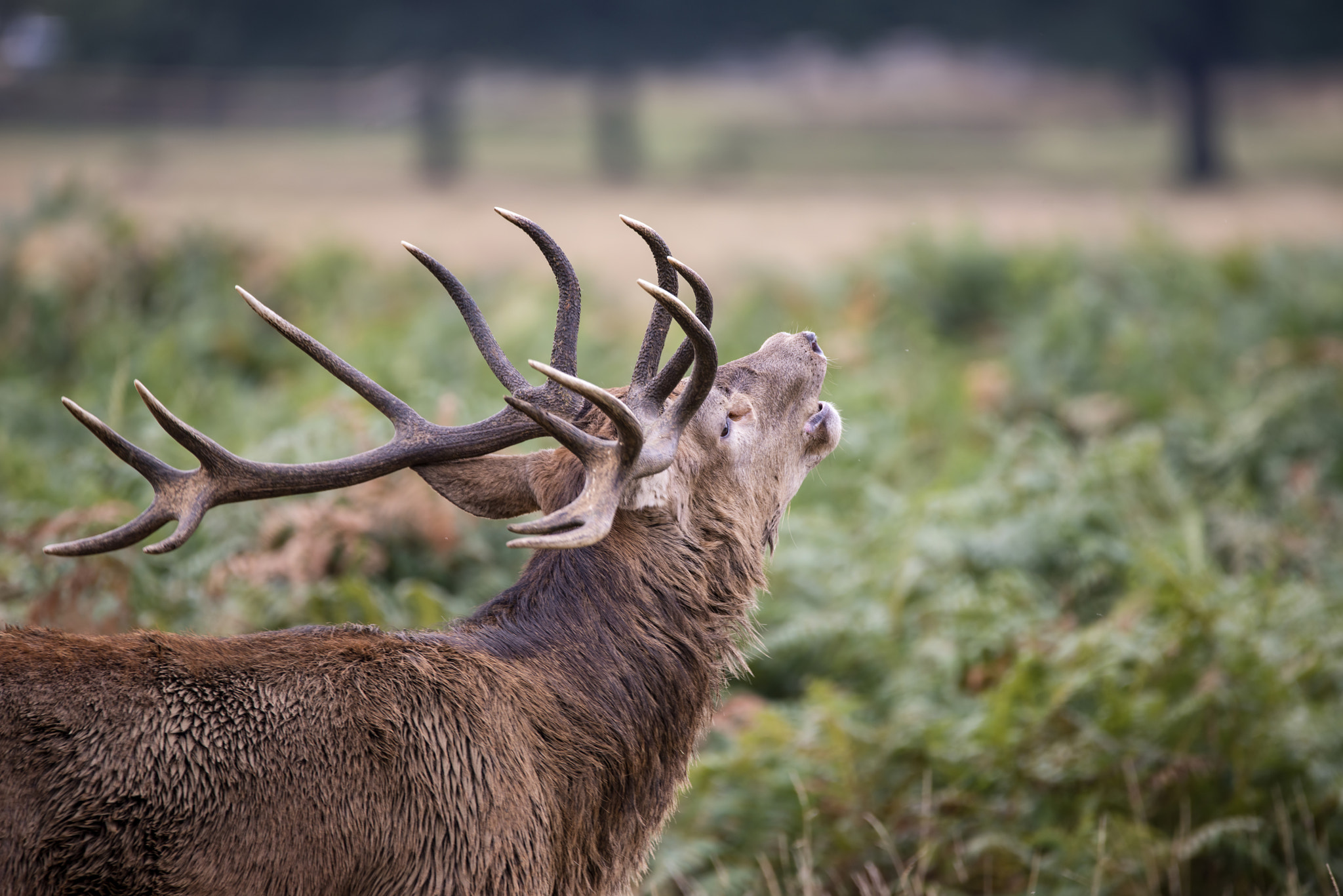 Nikon D800 + Sigma 150-600mm F5-6.3 DG OS HSM | C sample photo. Majestic powerful red deer stag cervus elaphus in forest landsca photography