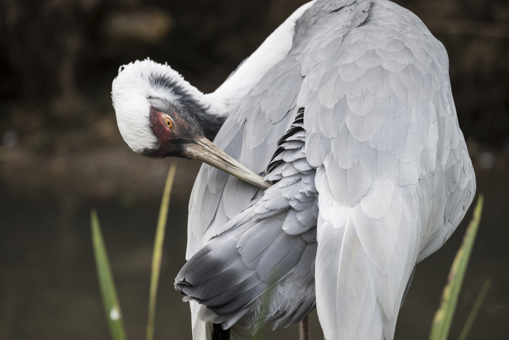 Nikon D800 + Sigma 150-600mm F5-6.3 DG OS HSM | C sample photo. Natural portrait of white-naped crane bird from china photography