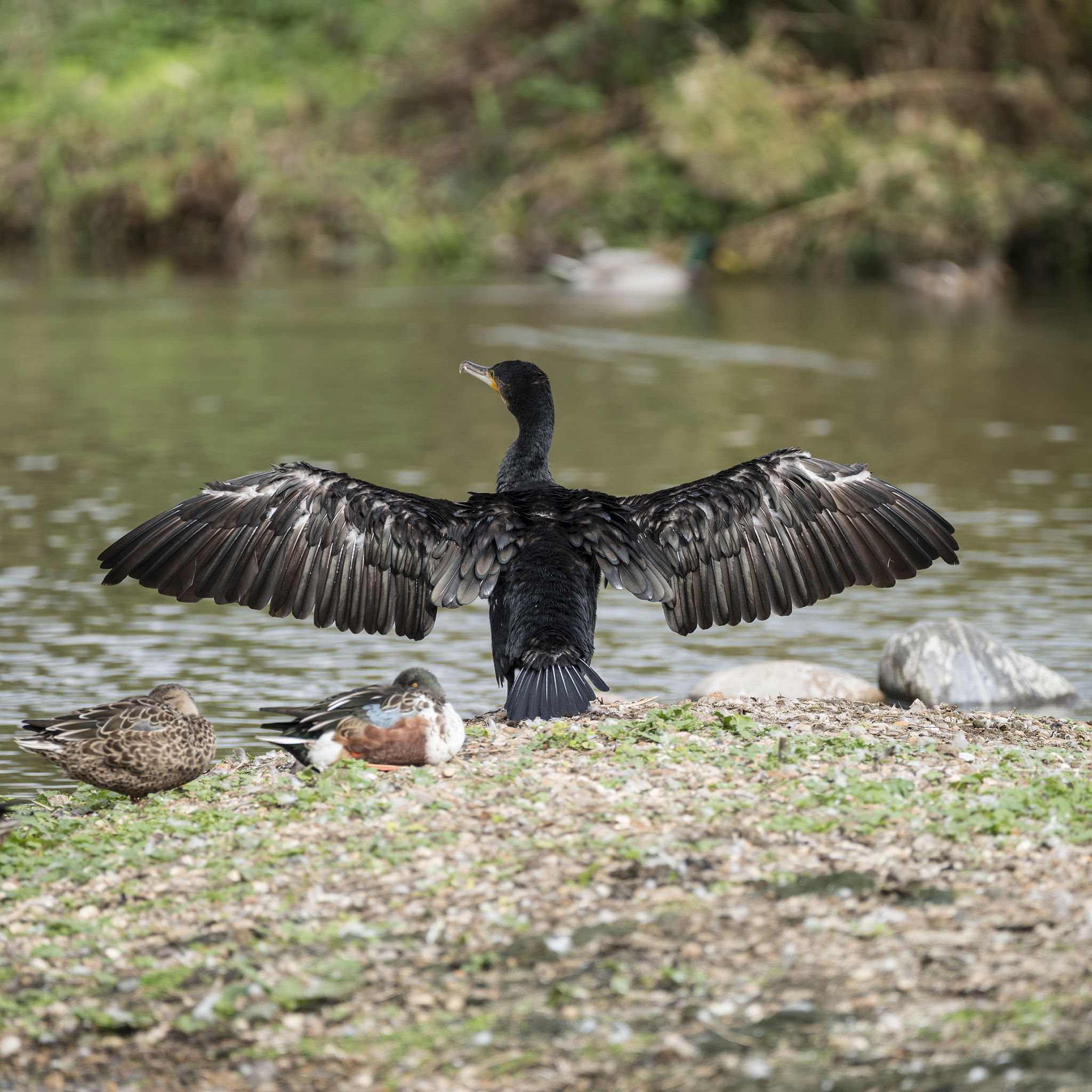 Nikon D800 sample photo. Beautiful image of cormorant phalacrocoracidae spreading wings i photography