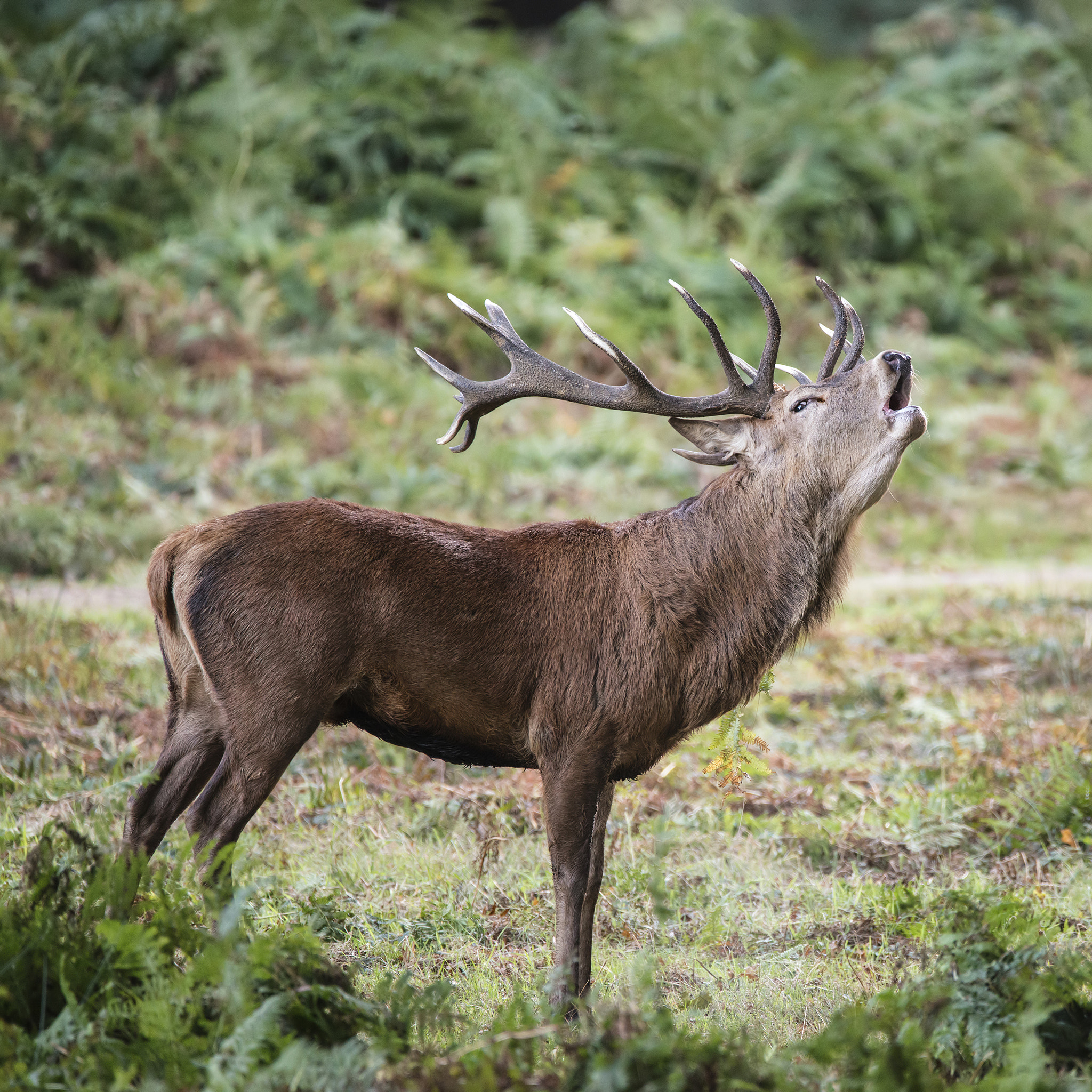 Nikon D800 + Sigma 150-600mm F5-6.3 DG OS HSM | C sample photo. Majestic powerful red deer stag cervus elaphus in forest landsca photography