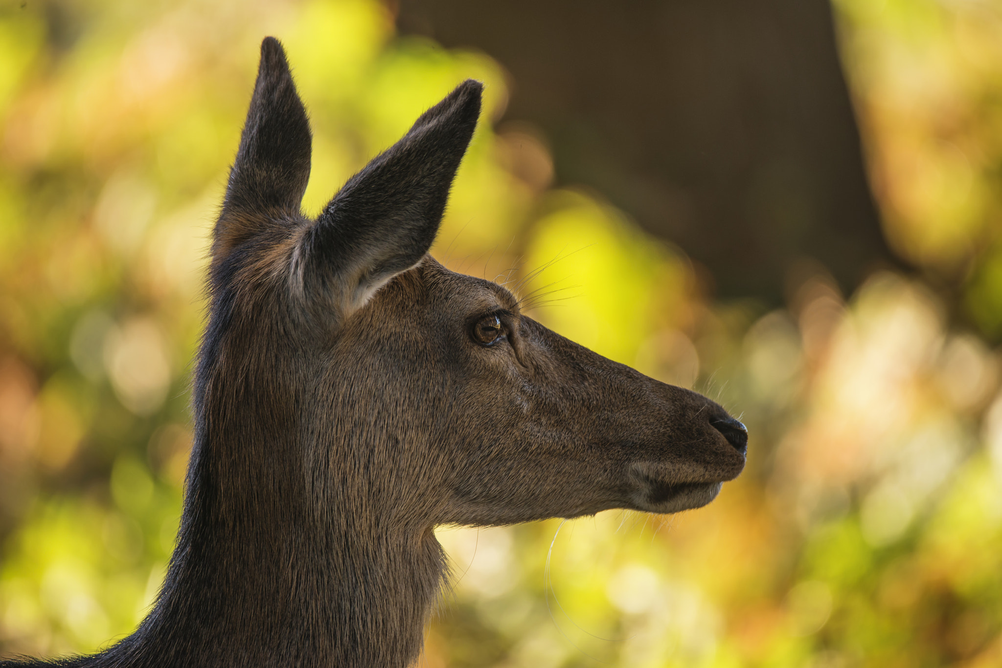 Nikon D800 + Sigma 150-600mm F5-6.3 DG OS HSM | C sample photo. Stunning hind doe red deer cervus elaphus in dappled sunlight fo photography