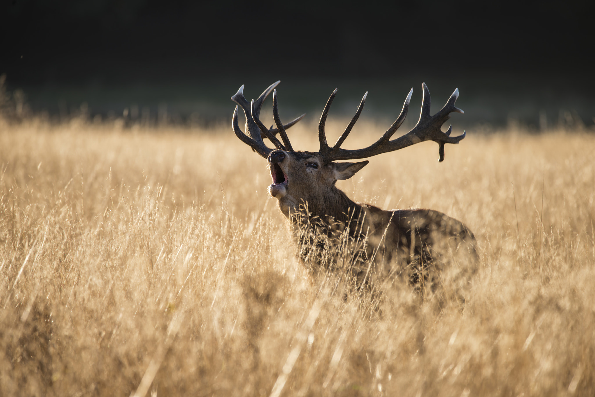 Sigma 150-600mm F5-6.3 DG OS HSM | C sample photo. Majestic red deer stag cervus elaphus bellowing in open grasss f photography