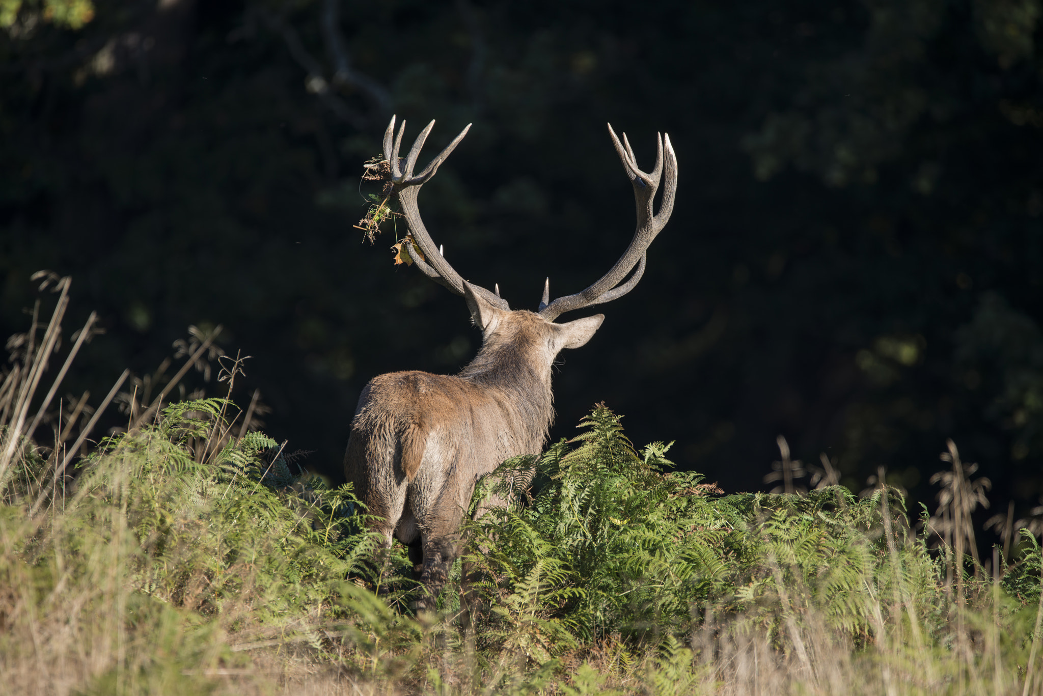 Nikon D800 + Sigma 150-600mm F5-6.3 DG OS HSM | C sample photo. Majestic powerful red deer stag cervus elaphus in forest landsca photography