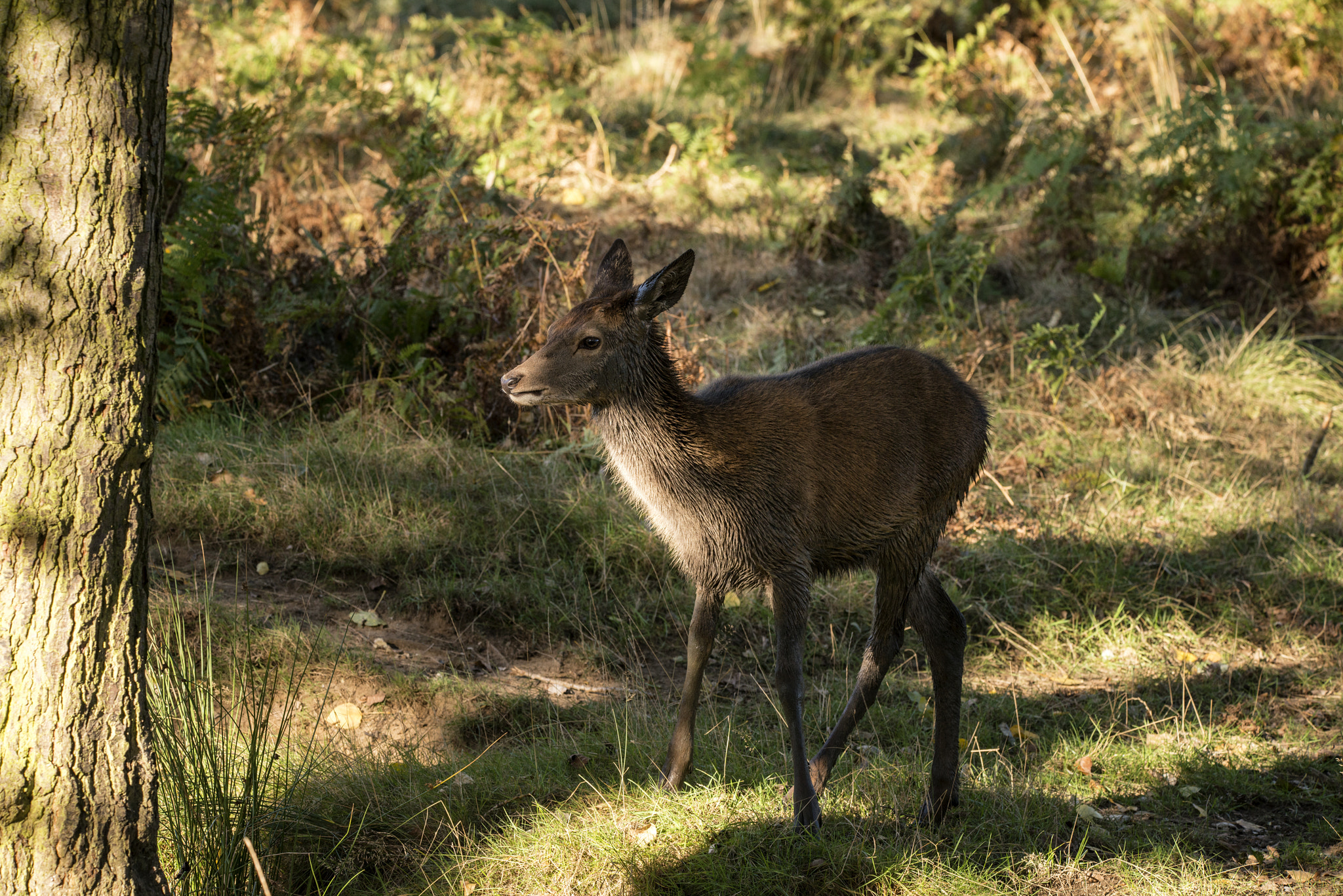 Nikon D800 sample photo. Young hind doe red deer in autumn fall forest landscape image photography
