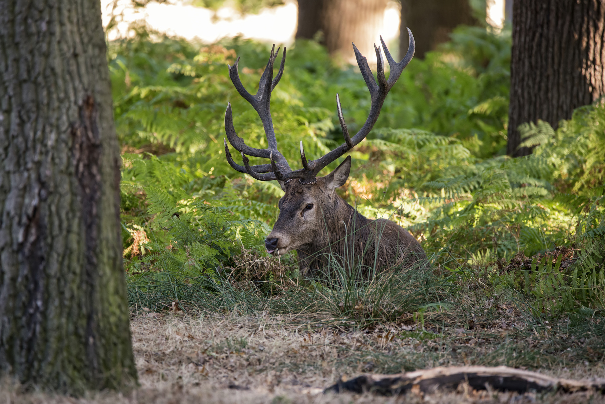 Nikon D800 + Sigma 150-600mm F5-6.3 DG OS HSM | C sample photo. Red deer stag cervus elaphus taking a breather during rut season photography