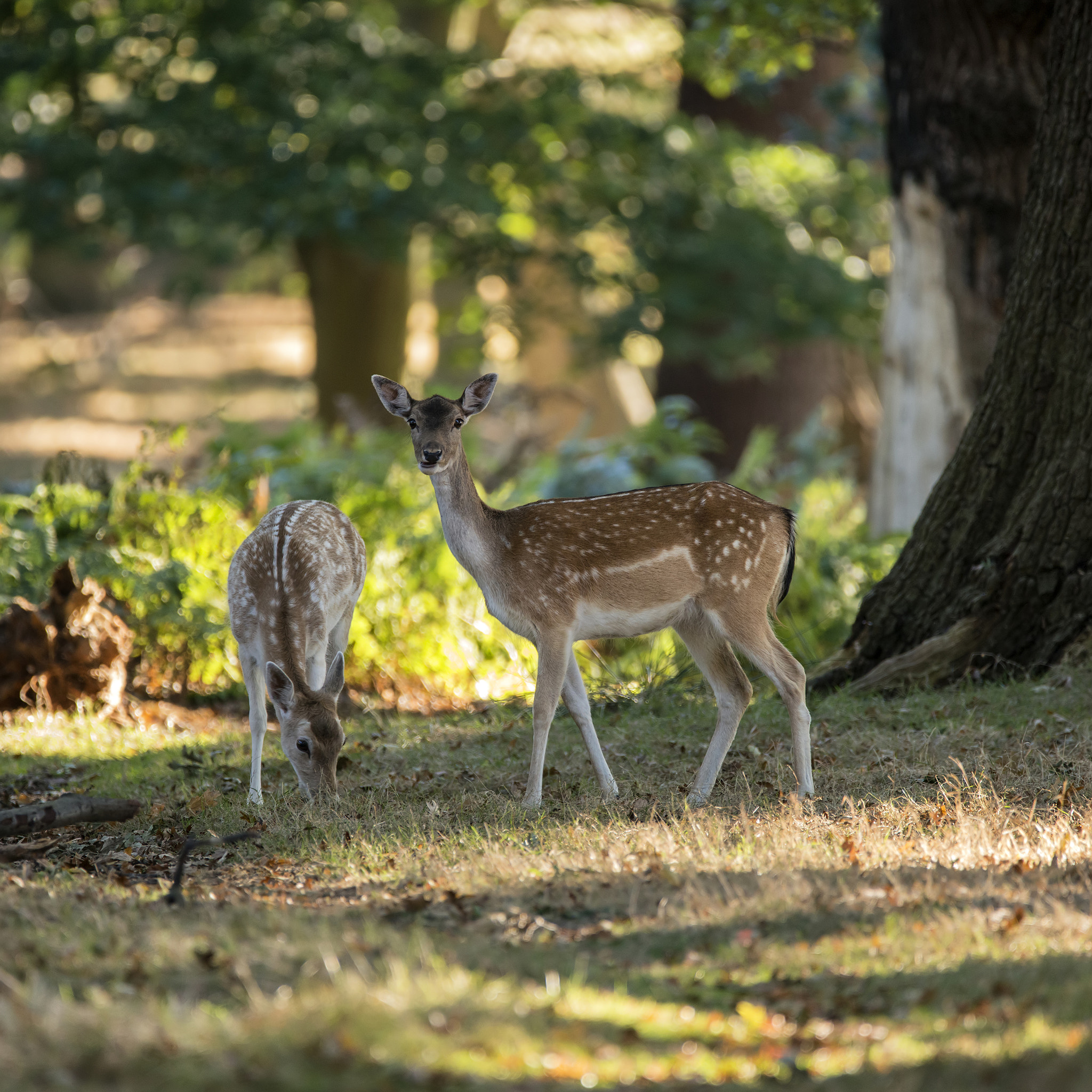 Nikon D800 sample photo. Young hind doe red deer in autumn fall forest landscape image photography