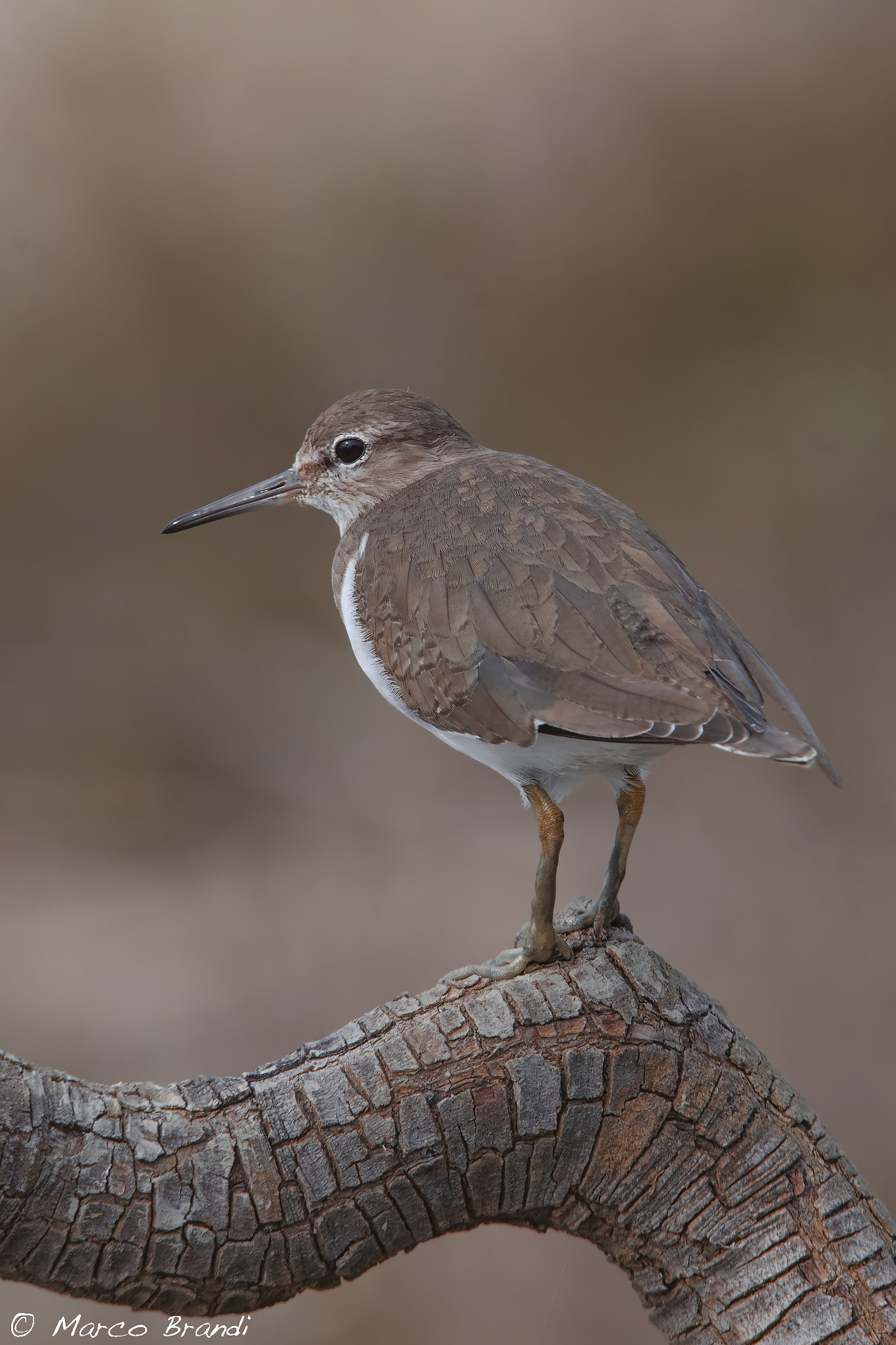 Sigma 150-600mm F5-6.3 DG OS HSM | S sample photo. Piro piro piccolo - common sandpiper photography