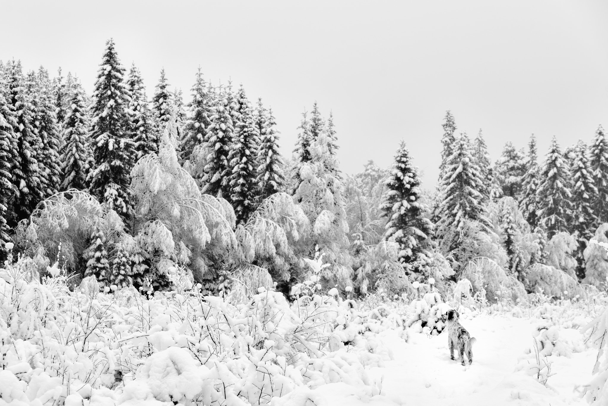 Nikon D610 sample photo. Heavy snow photography