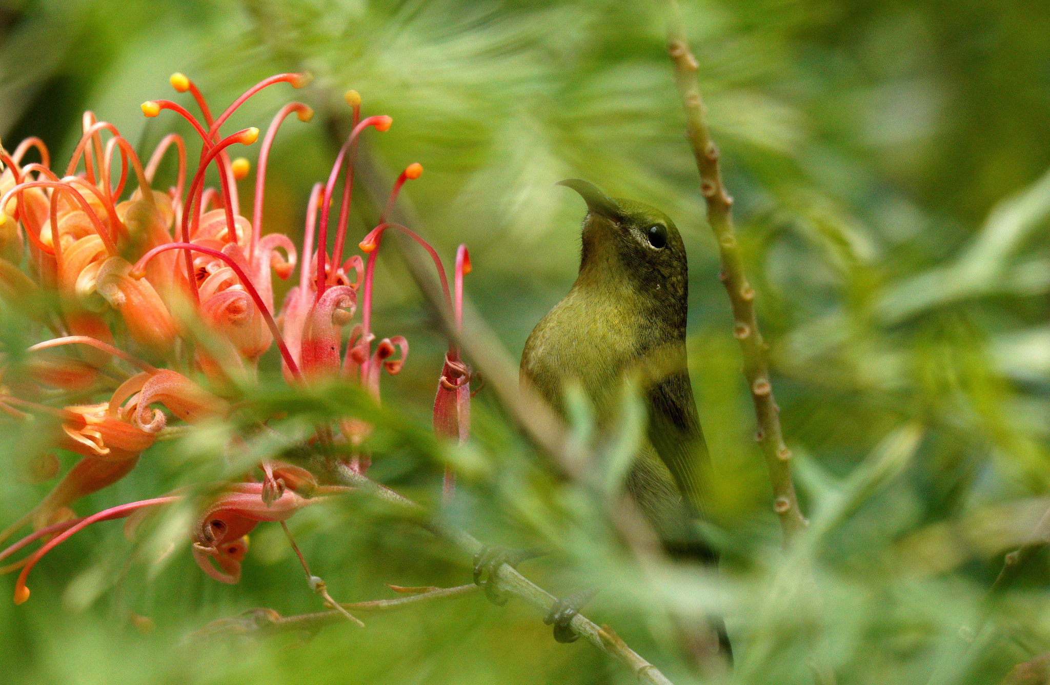 Sony 70-400mm F4-5.6 G SSM II sample photo. Hiding photography