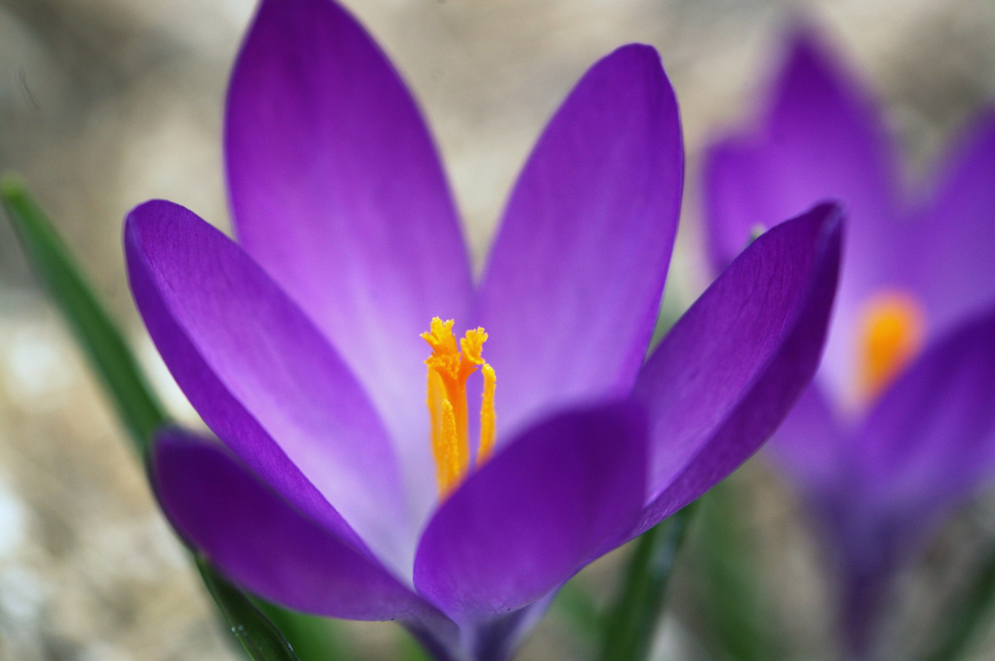 Pentax K100D + Pentax smc DA 18-55mm F3.5-5.6 AL sample photo. Spring 2017 photography