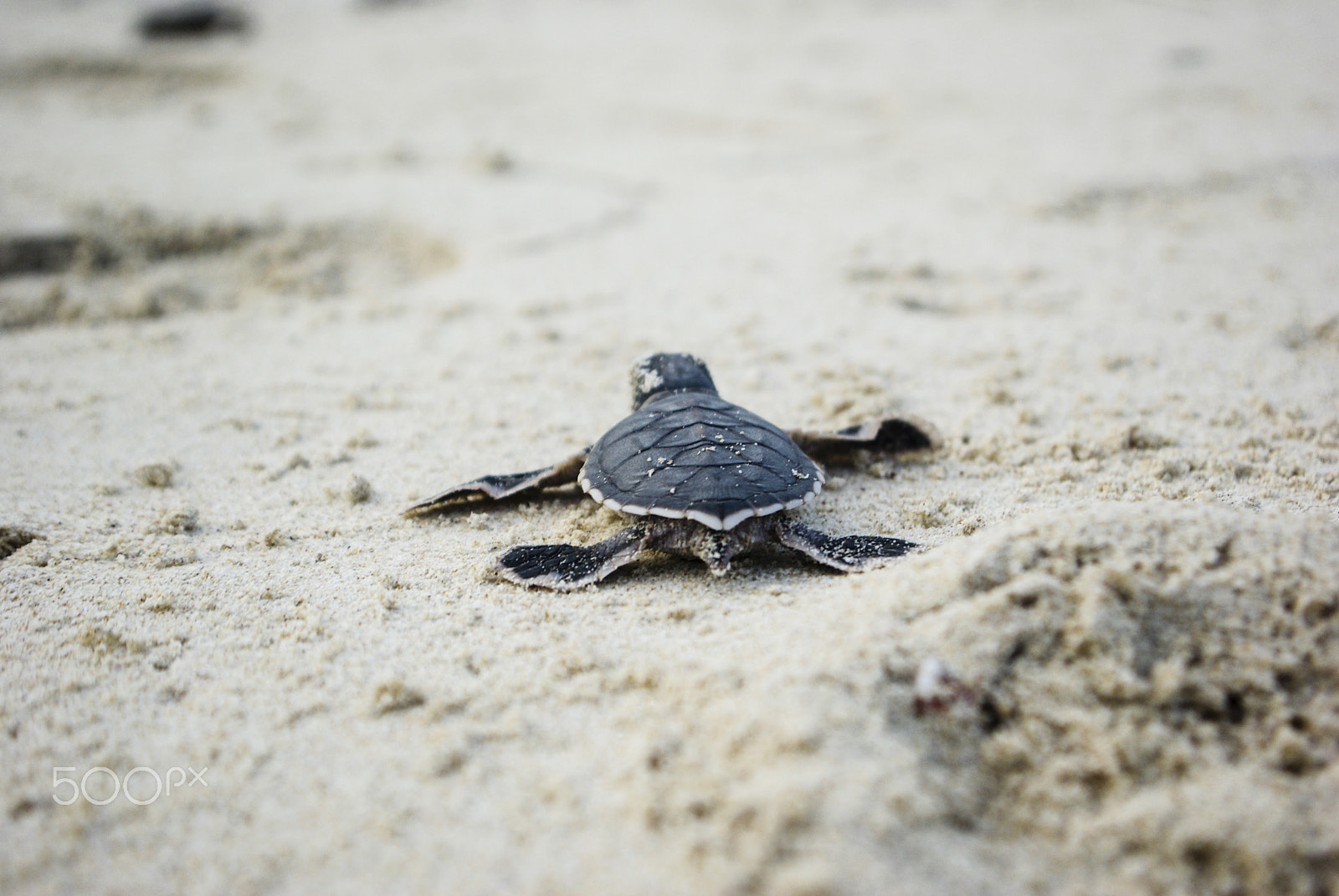 Pentax K10D sample photo. Little sea turtle photography