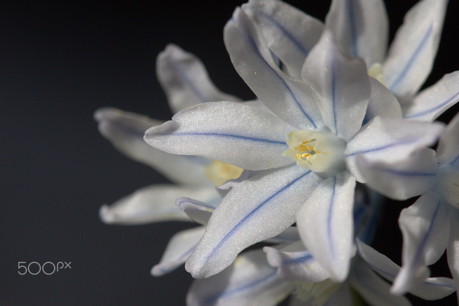 Canon EOS 60D + Canon EF 100mm F2.8 Macro USM sample photo. Scilla photography