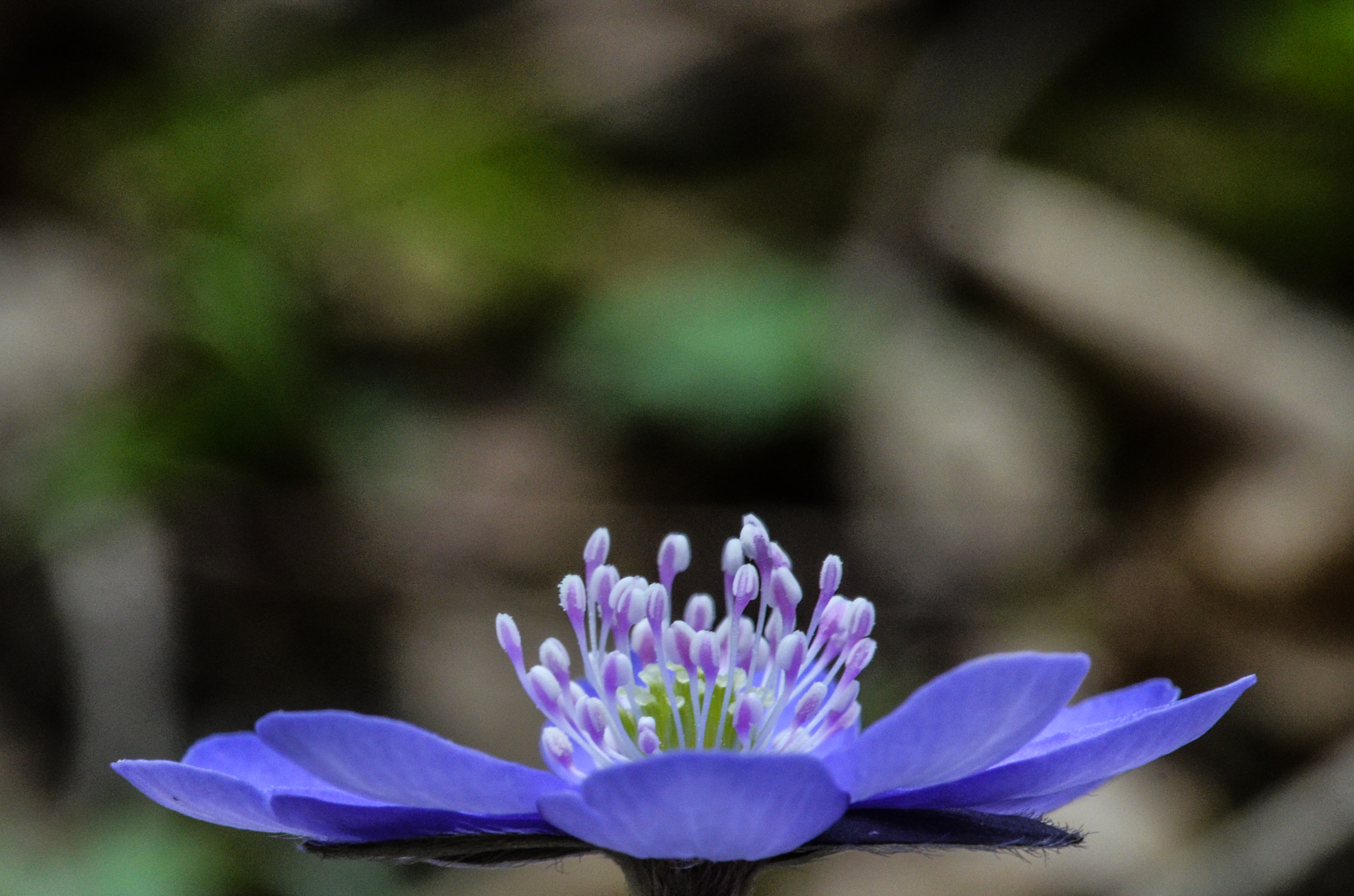 Sigma 105mm F2.8 EX DG OS HSM sample photo. Leberblümchen photography
