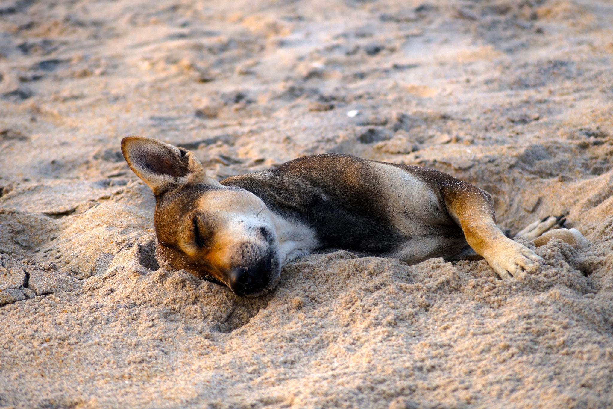 Sony a99 II sample photo. Nice sleeping dog in the sand on the sunset photography