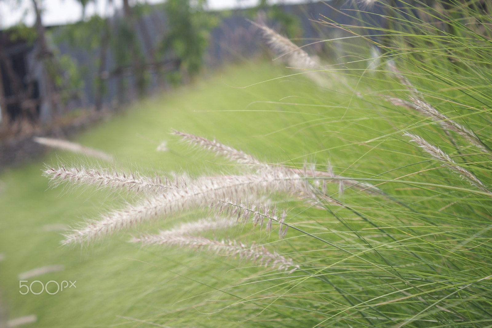 Canon EOS 40D sample photo. Img photography