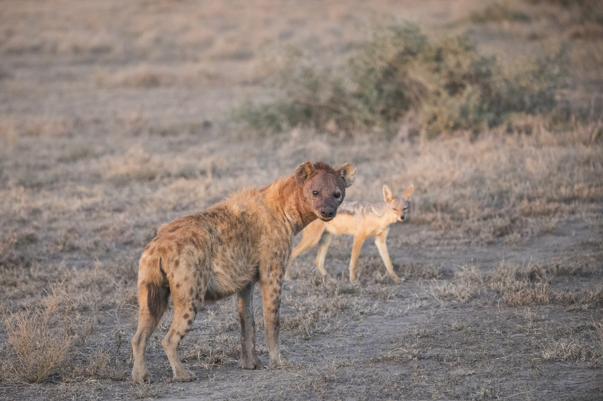 Canon EOS 5D Mark IV + 150-600mm F5-6.3 DG OS HSM | Sports 014 sample photo. Ta photography