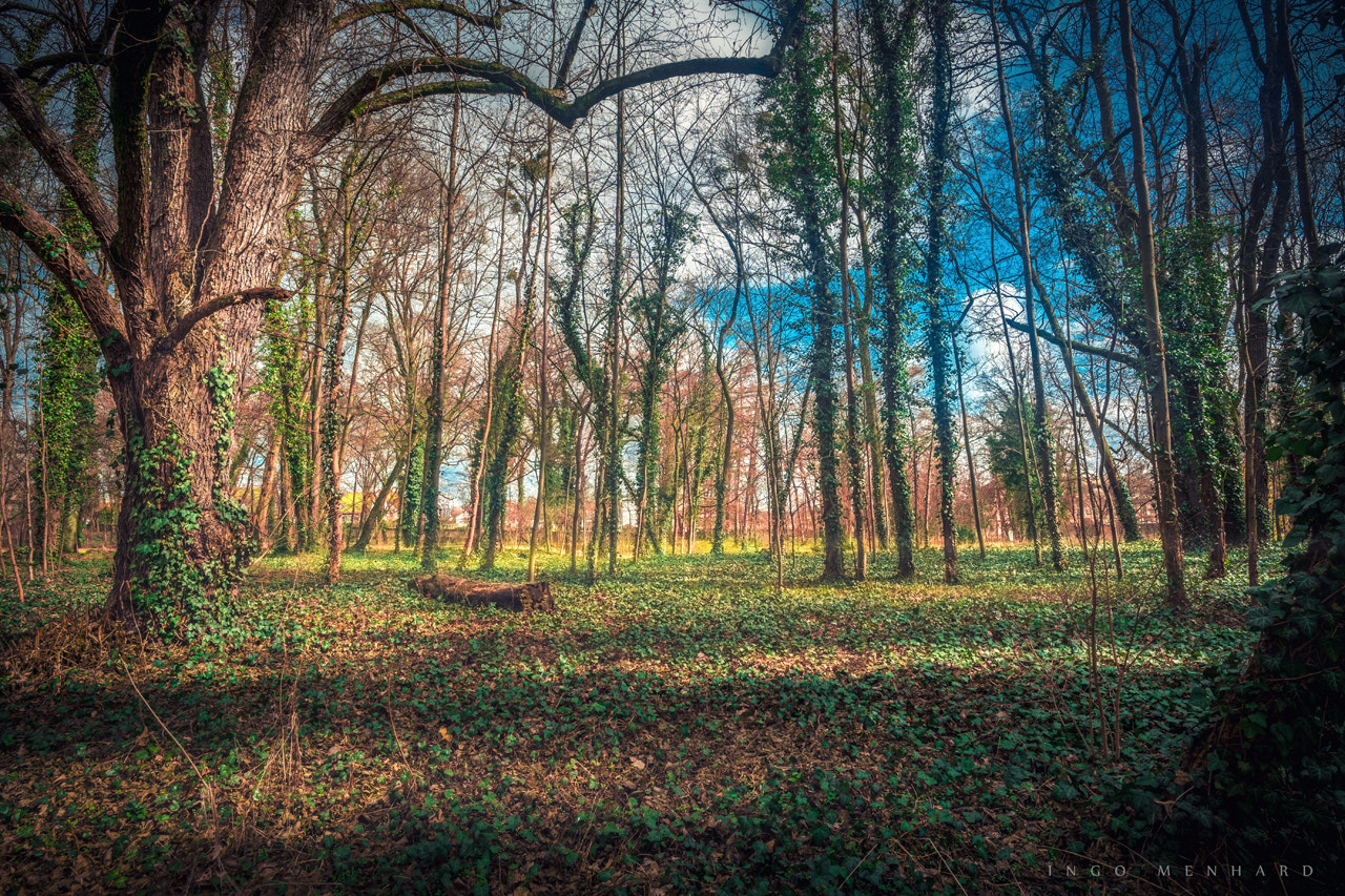 ZEISS Touit 12mm F2.8 sample photo. Jungle photography