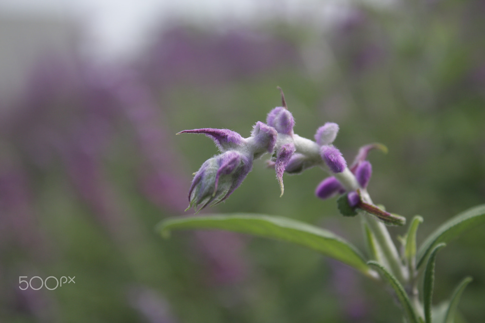 Canon EOS 40D sample photo. Img photography