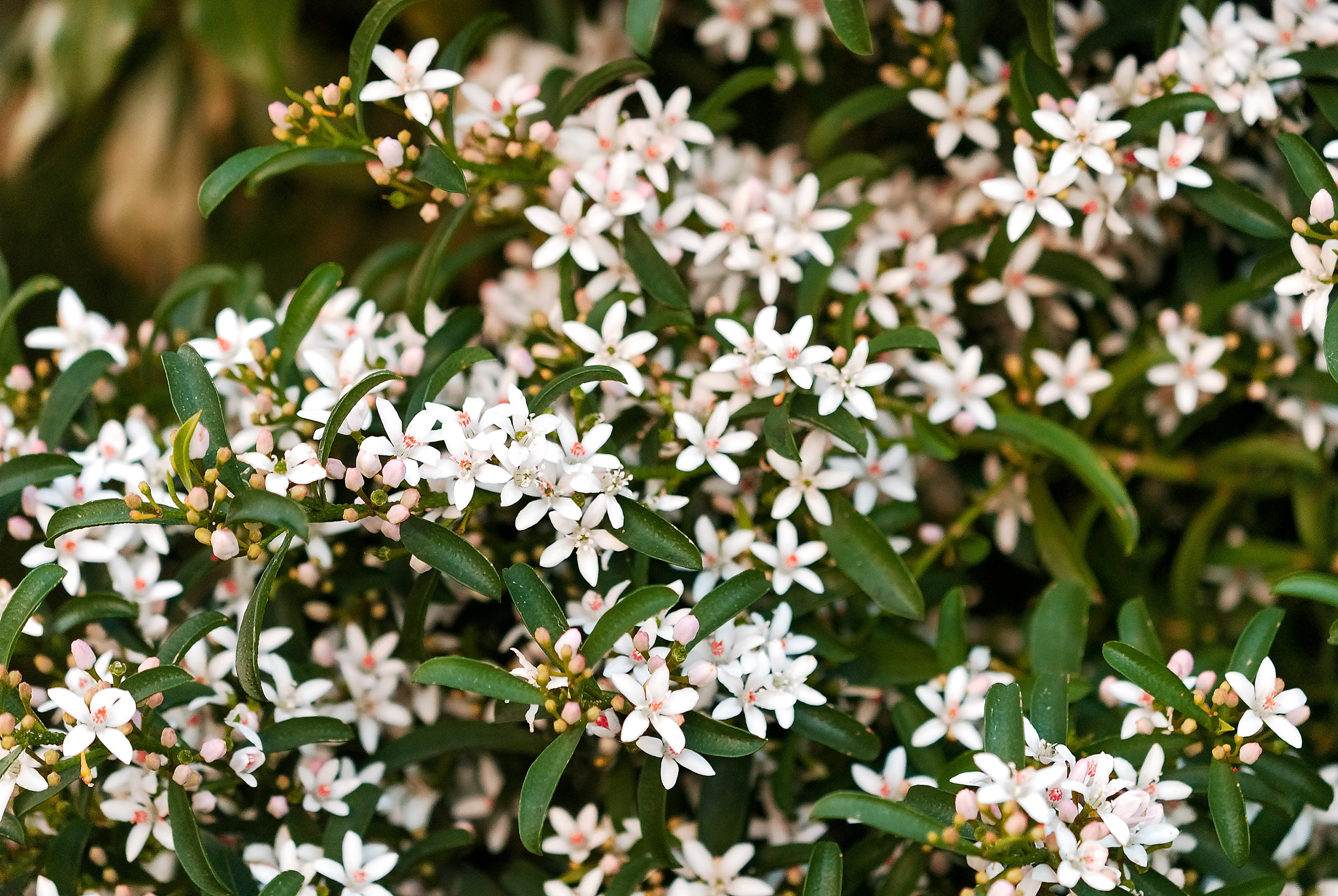 Nikon AF-S DX Micro-Nikkor 85mm F3.5G ED VR sample photo. Amencer branco photography