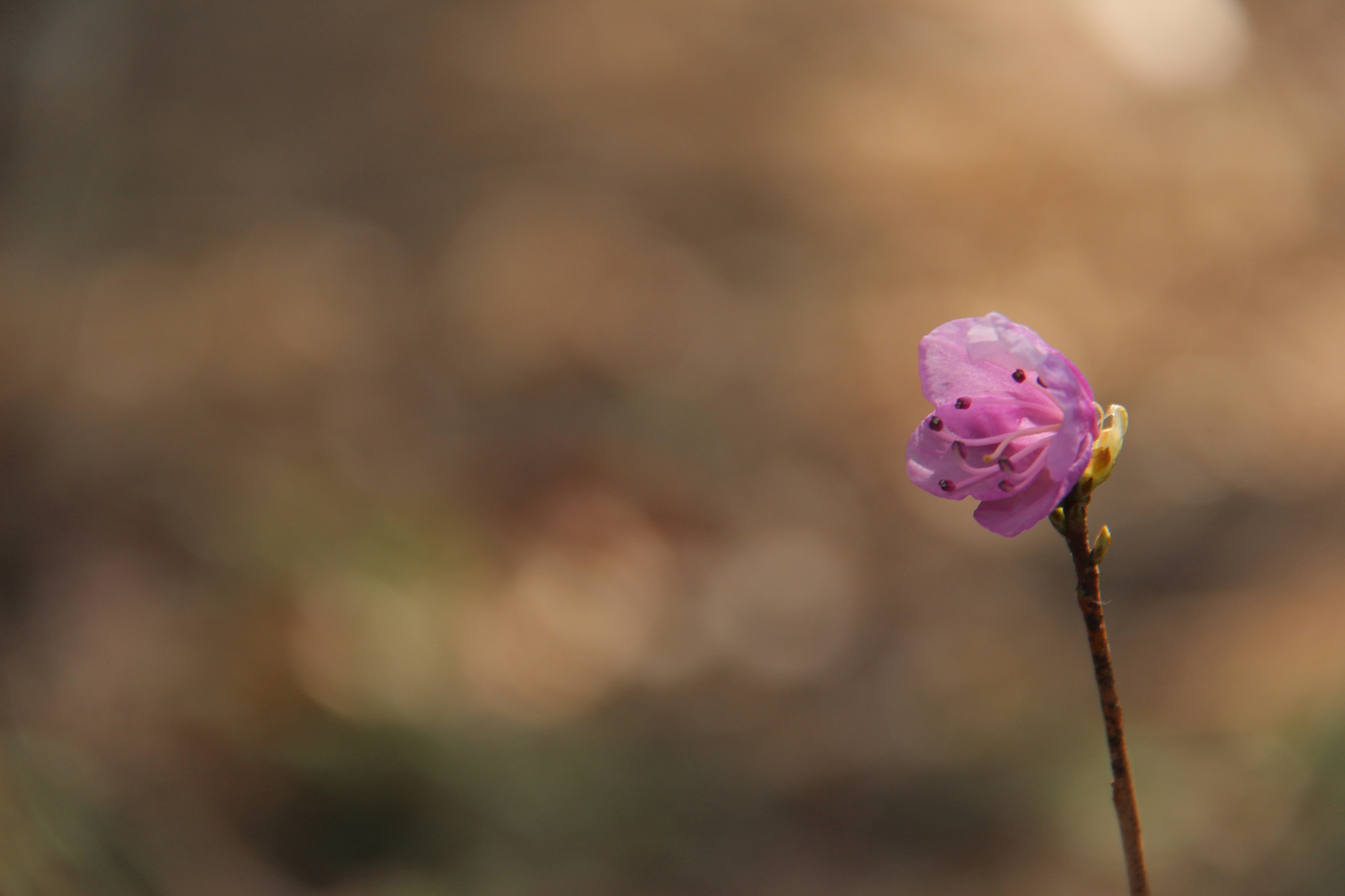 Canon EOS 100D (EOS Rebel SL1 / EOS Kiss X7) sample photo. 봄 봄 봄 `````` photography
