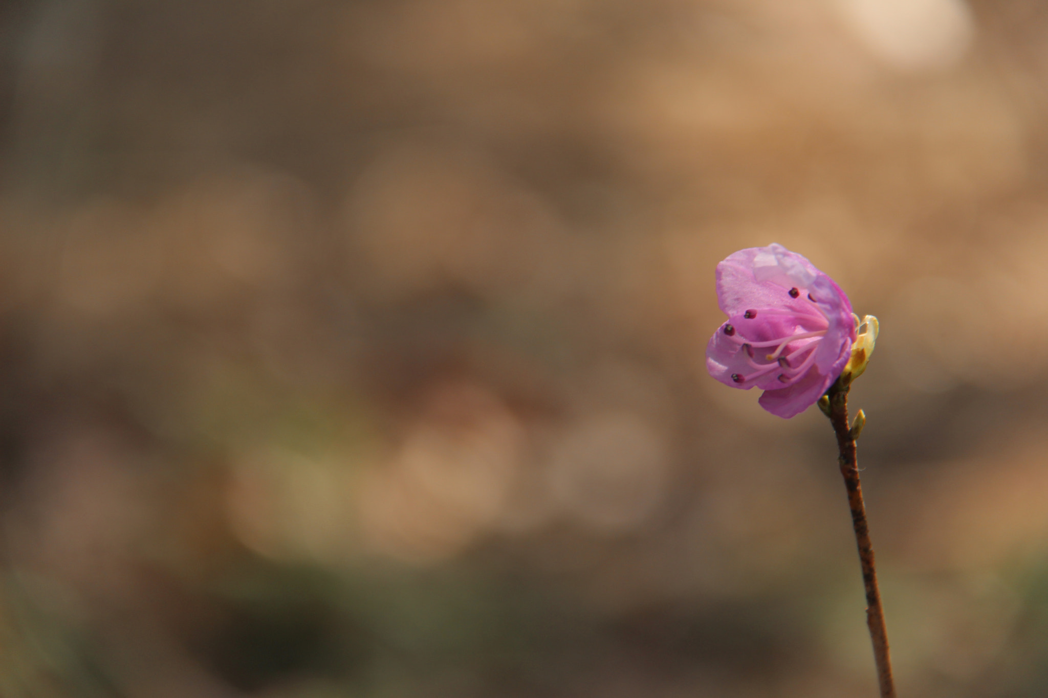 Canon EF-S 18-200mm F3.5-5.6 IS sample photo. 봄 봄 봄 `````` photography