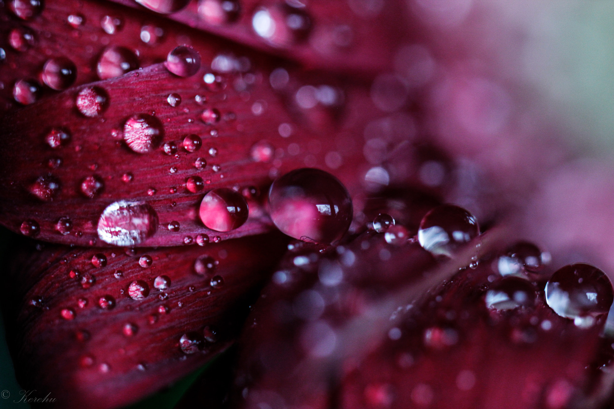 Canon EF 100mm F2.8L Macro IS USM sample photo. Blues photography