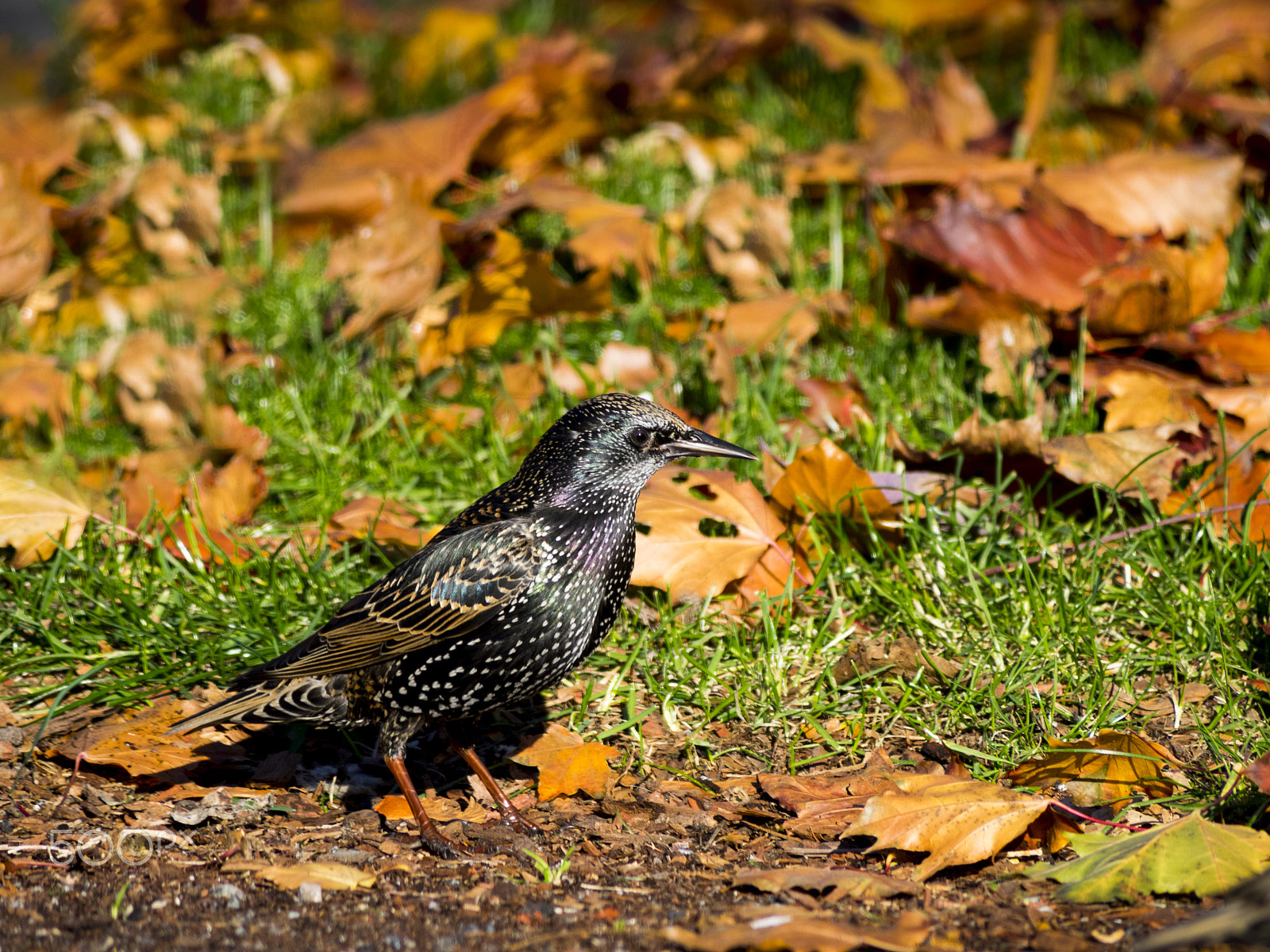 Olympus OM-D E-M1 sample photo. European starling bird on ground photography