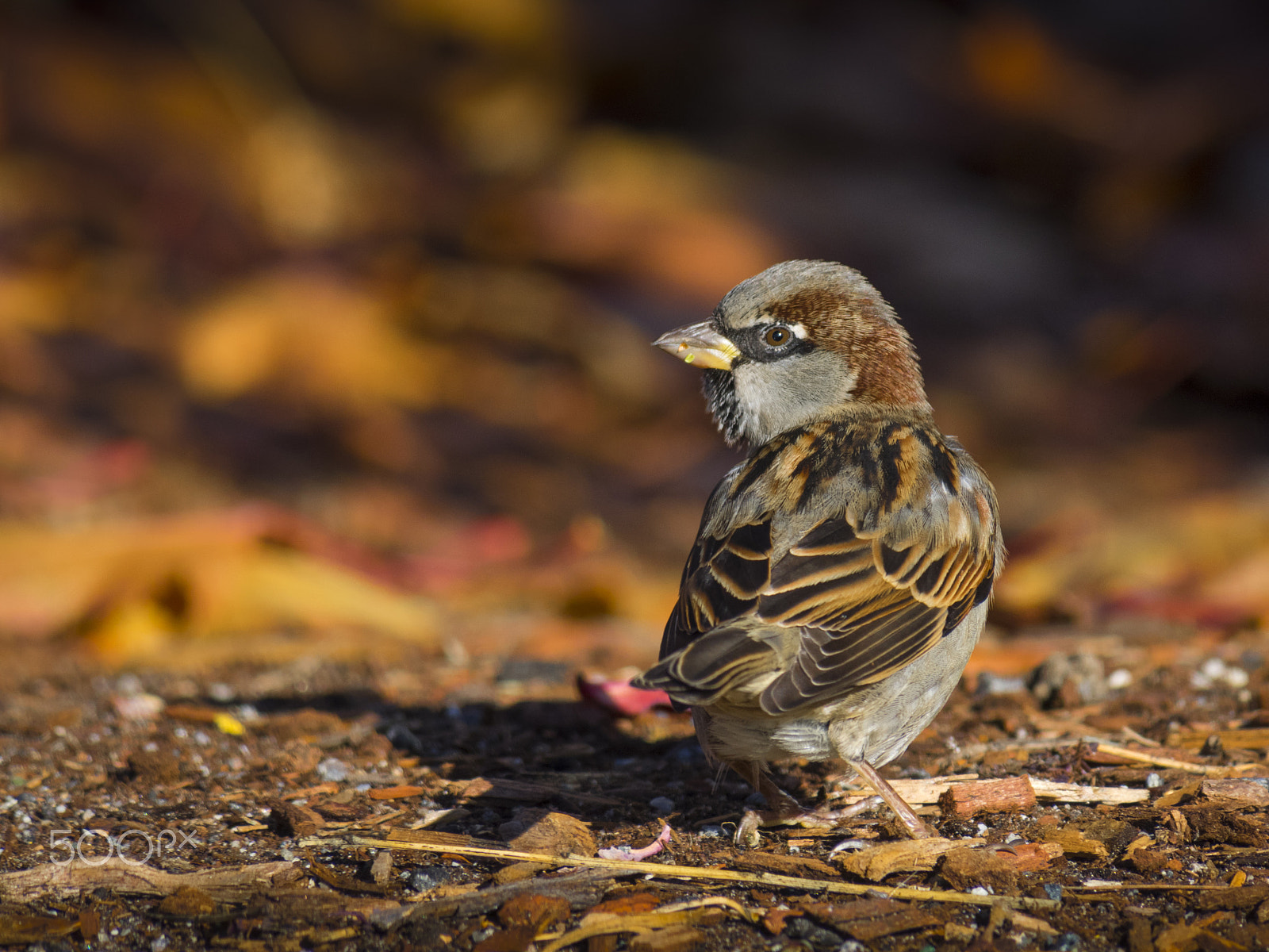 Olympus OM-D E-M1 sample photo. Sparrow bird photography