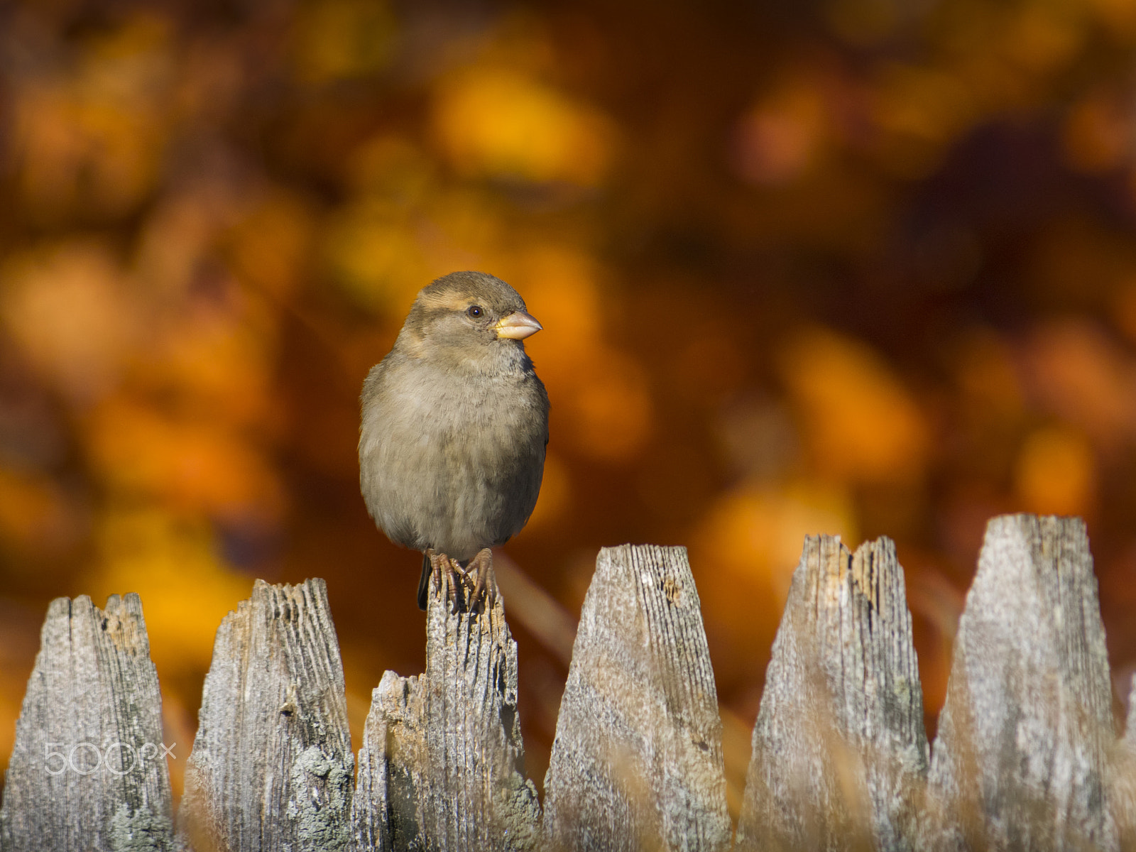 Olympus OM-D E-M1 sample photo. Sparrow bird photography