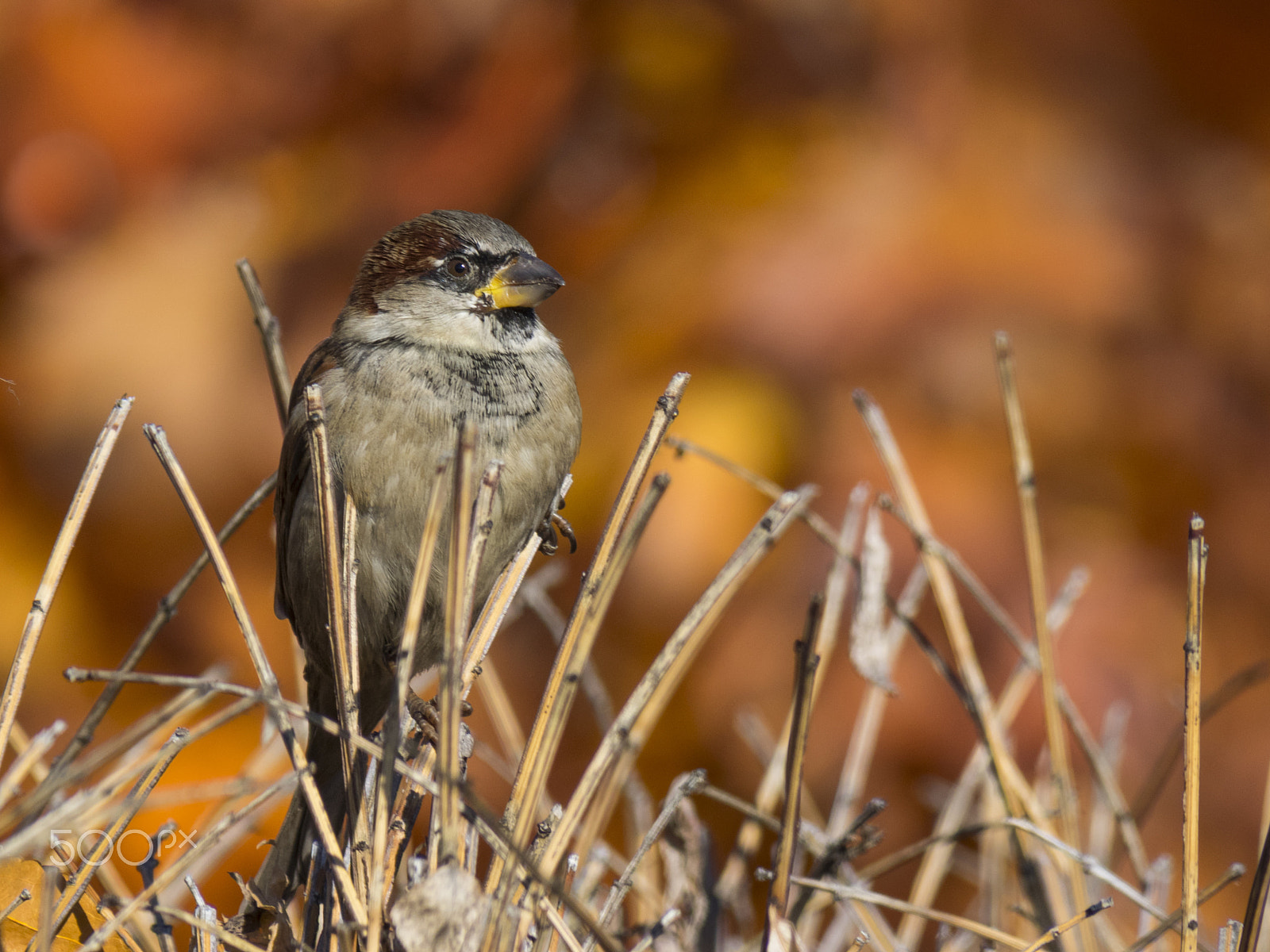 Olympus OM-D E-M1 sample photo. Sparrow bird photography