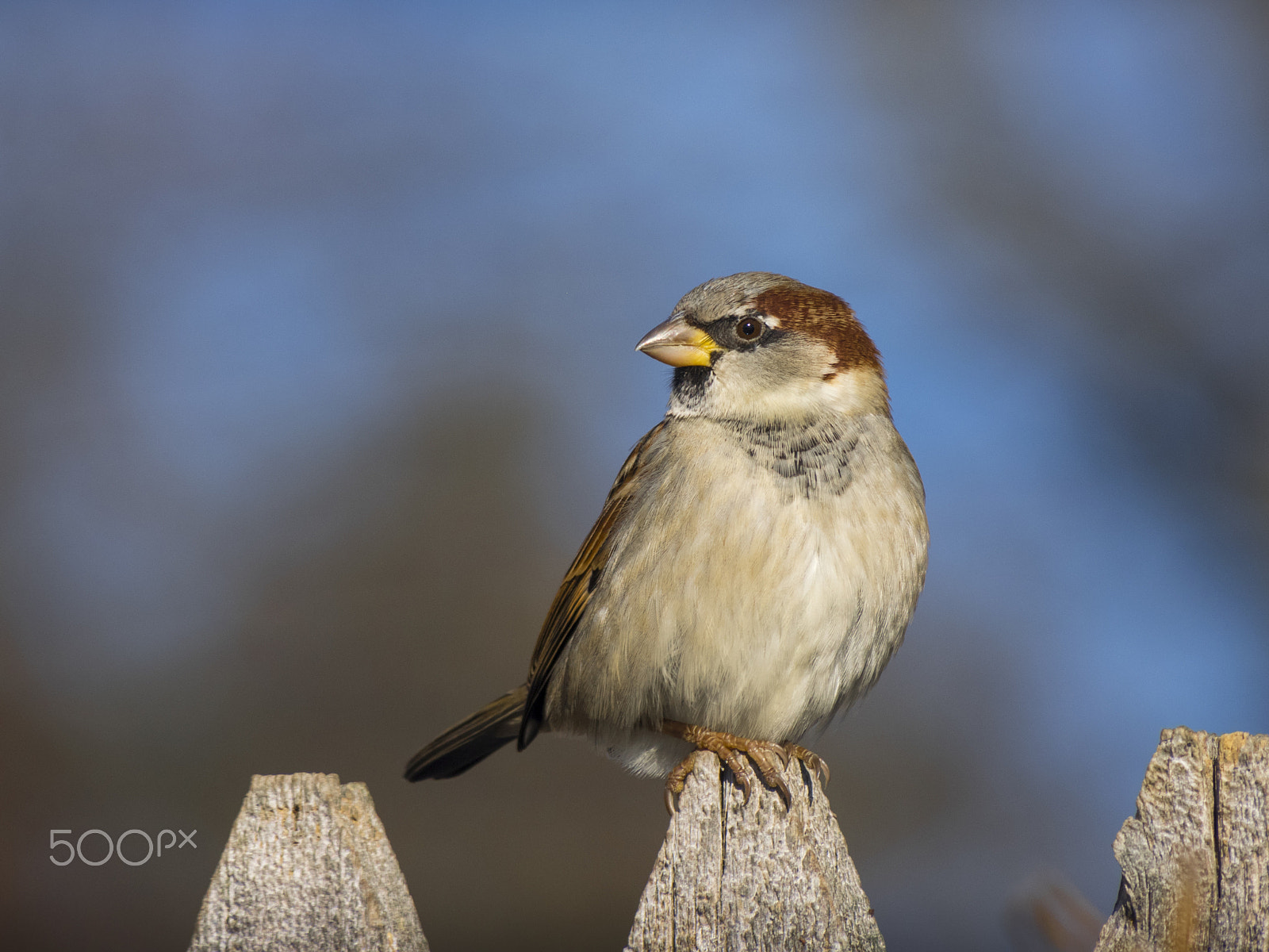 Olympus OM-D E-M1 sample photo. Sparrow bird photography