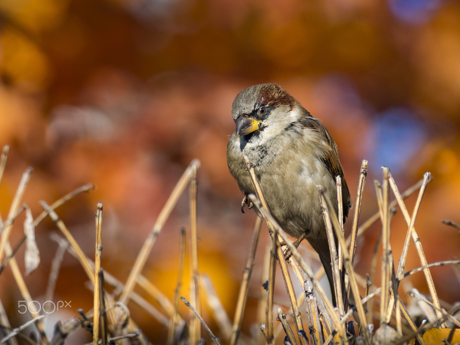 Olympus OM-D E-M1 sample photo. Sparrow bird photography