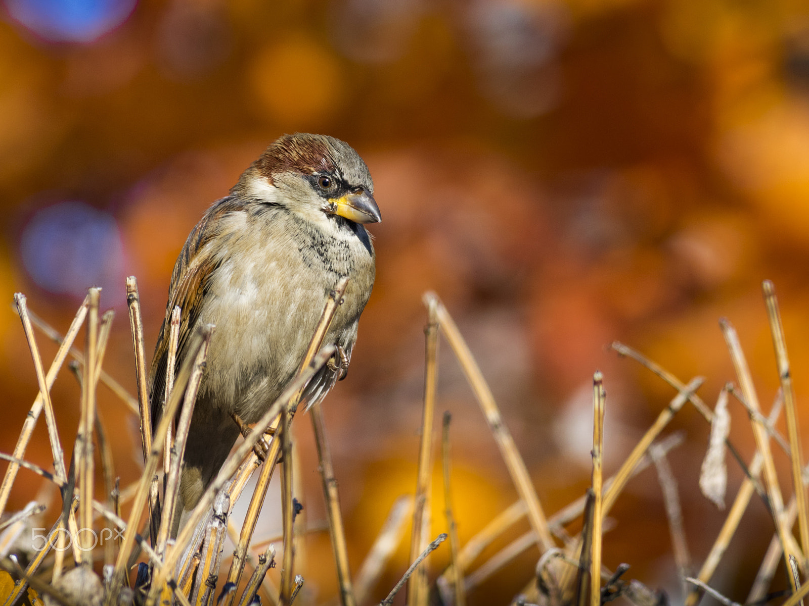 Olympus OM-D E-M1 sample photo. Sparrow bird photography