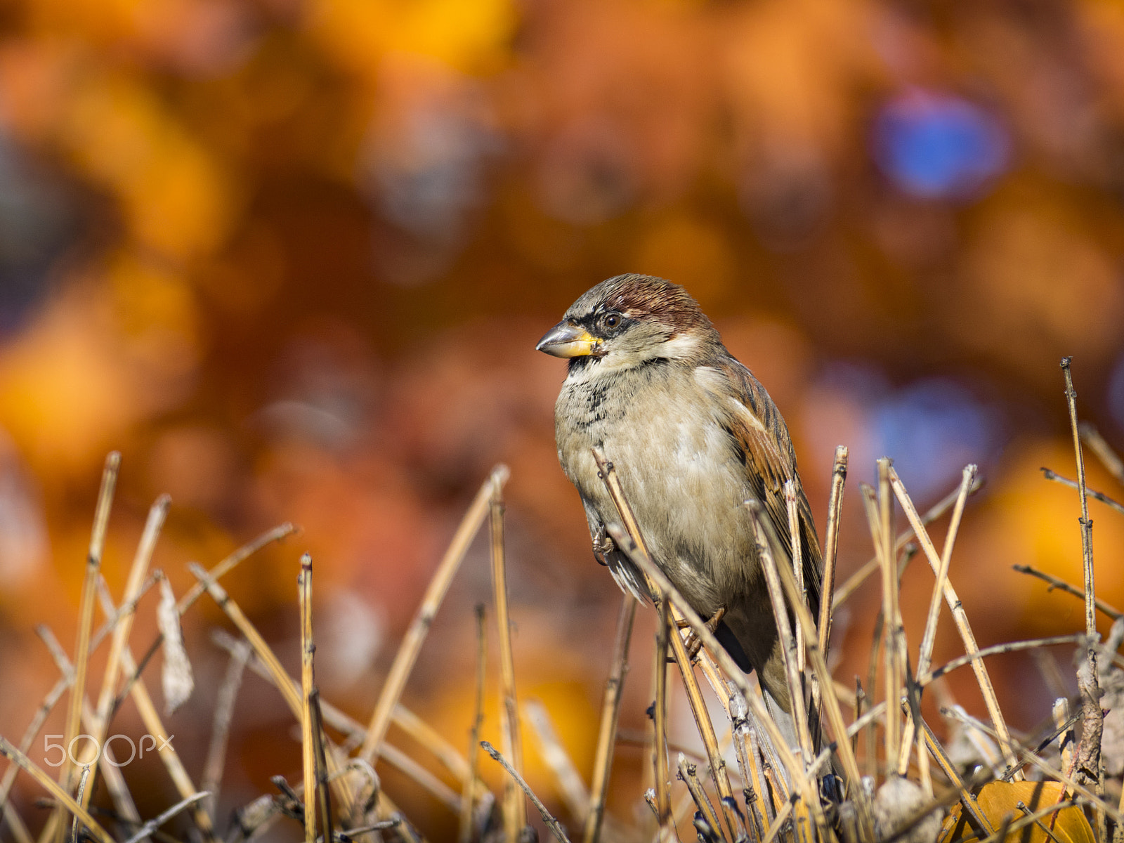 Olympus OM-D E-M1 sample photo. Sparrow bird photography