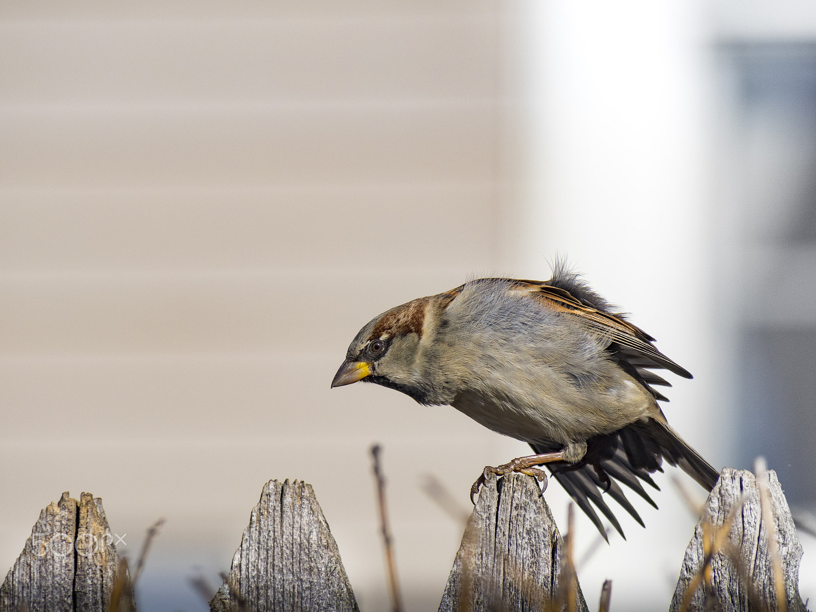 Olympus OM-D E-M1 sample photo. Sparrow bird photography