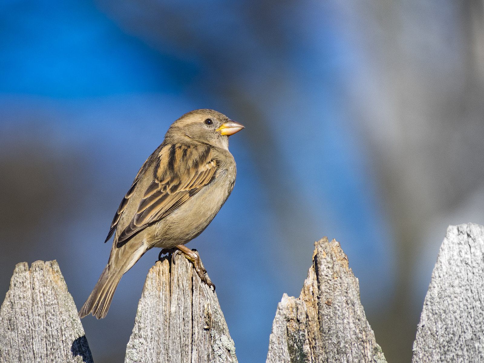 Olympus OM-D E-M1 sample photo. Sparrow bird photography
