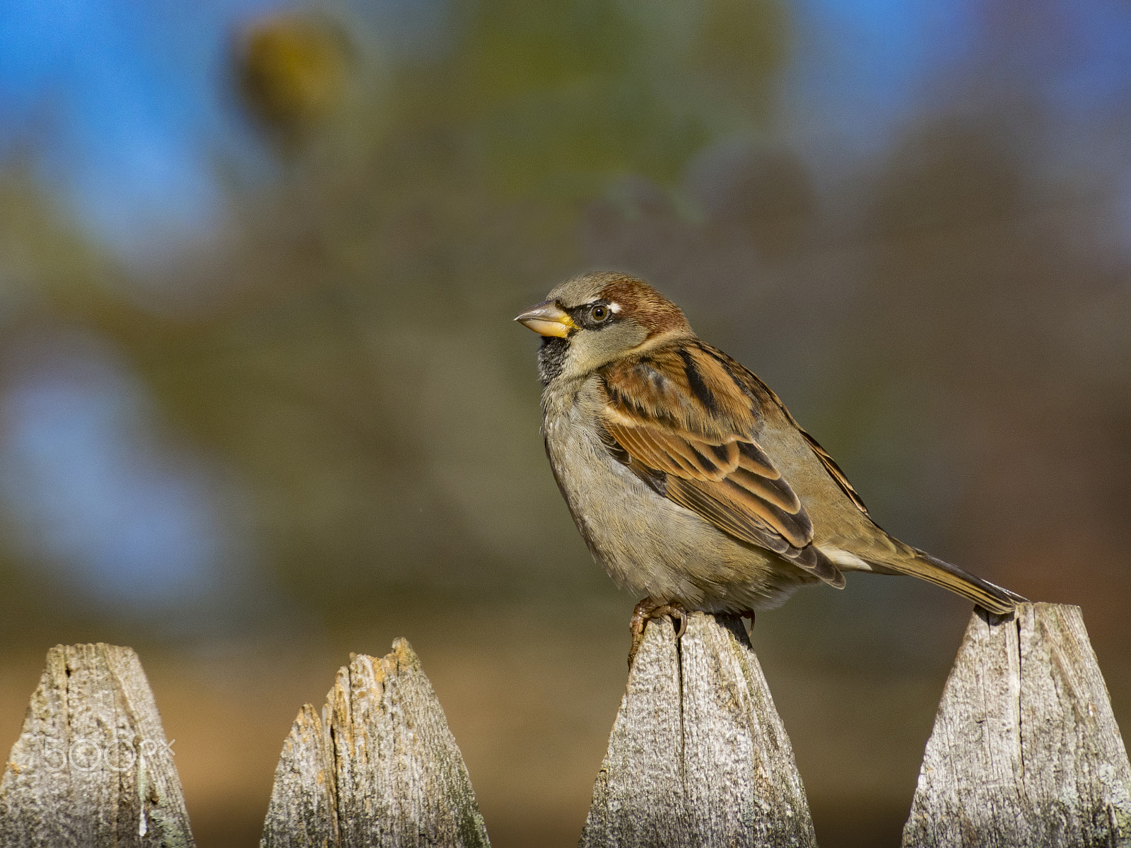 Olympus OM-D E-M1 sample photo. Sparrow bird photography