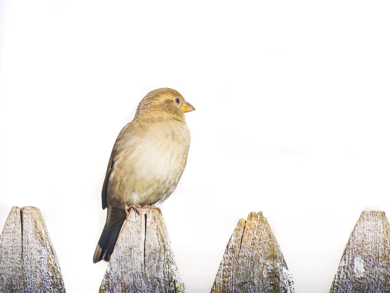 Olympus OM-D E-M1 sample photo. Sparrow bird photography