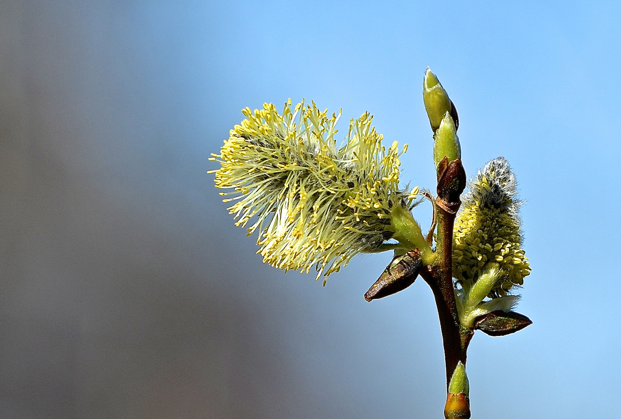 Nikon D800 sample photo. Blooming willow photography