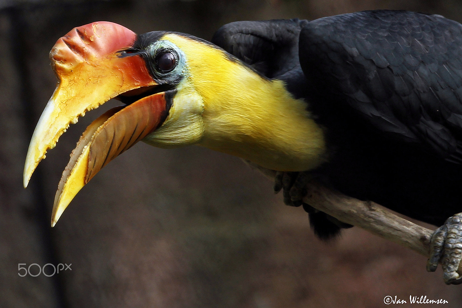 Canon EOS-1D Mark IV sample photo. Wrinkled hornbill photography