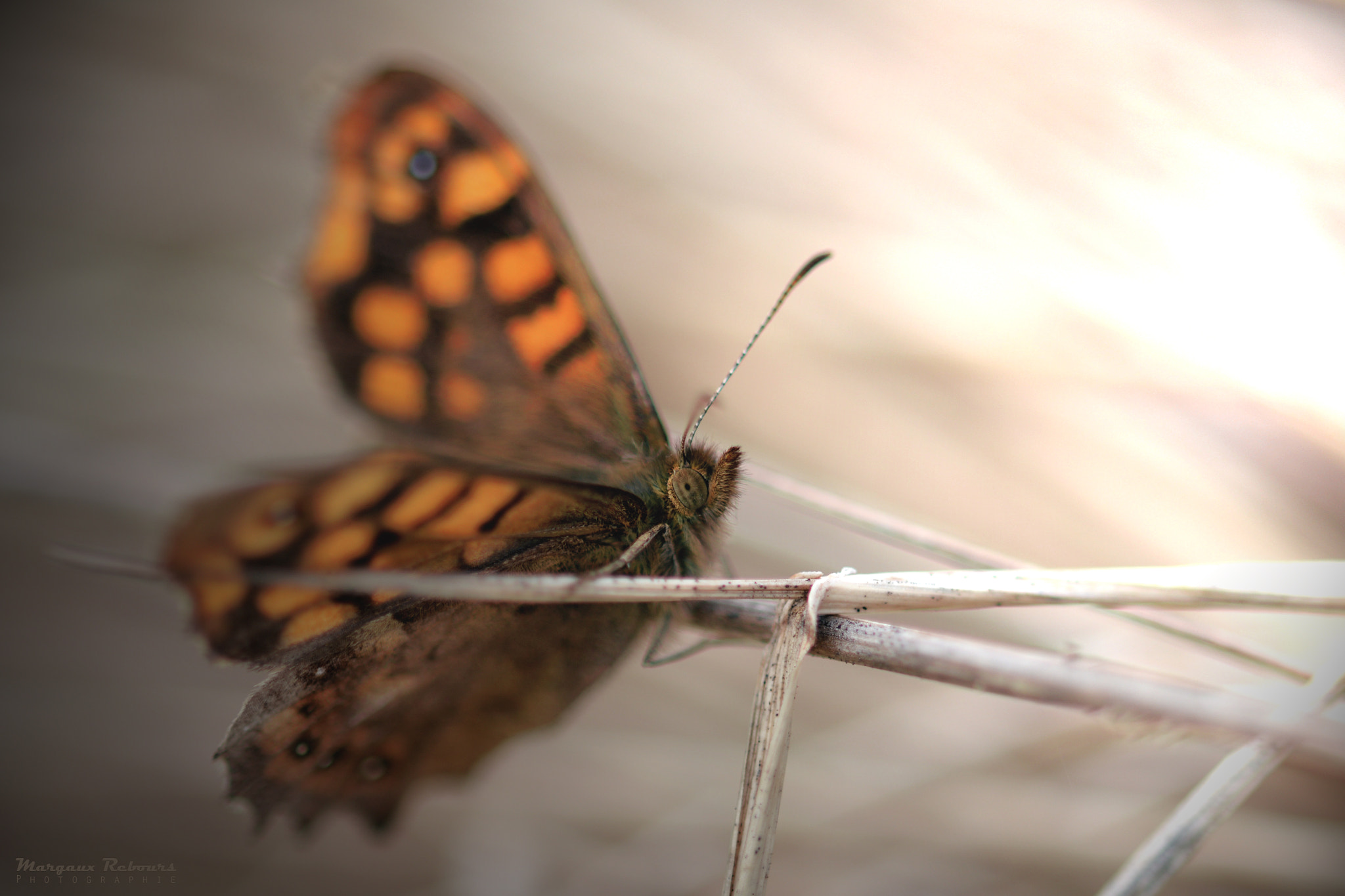 Nikon D5200 sample photo. Butterflys are back photography