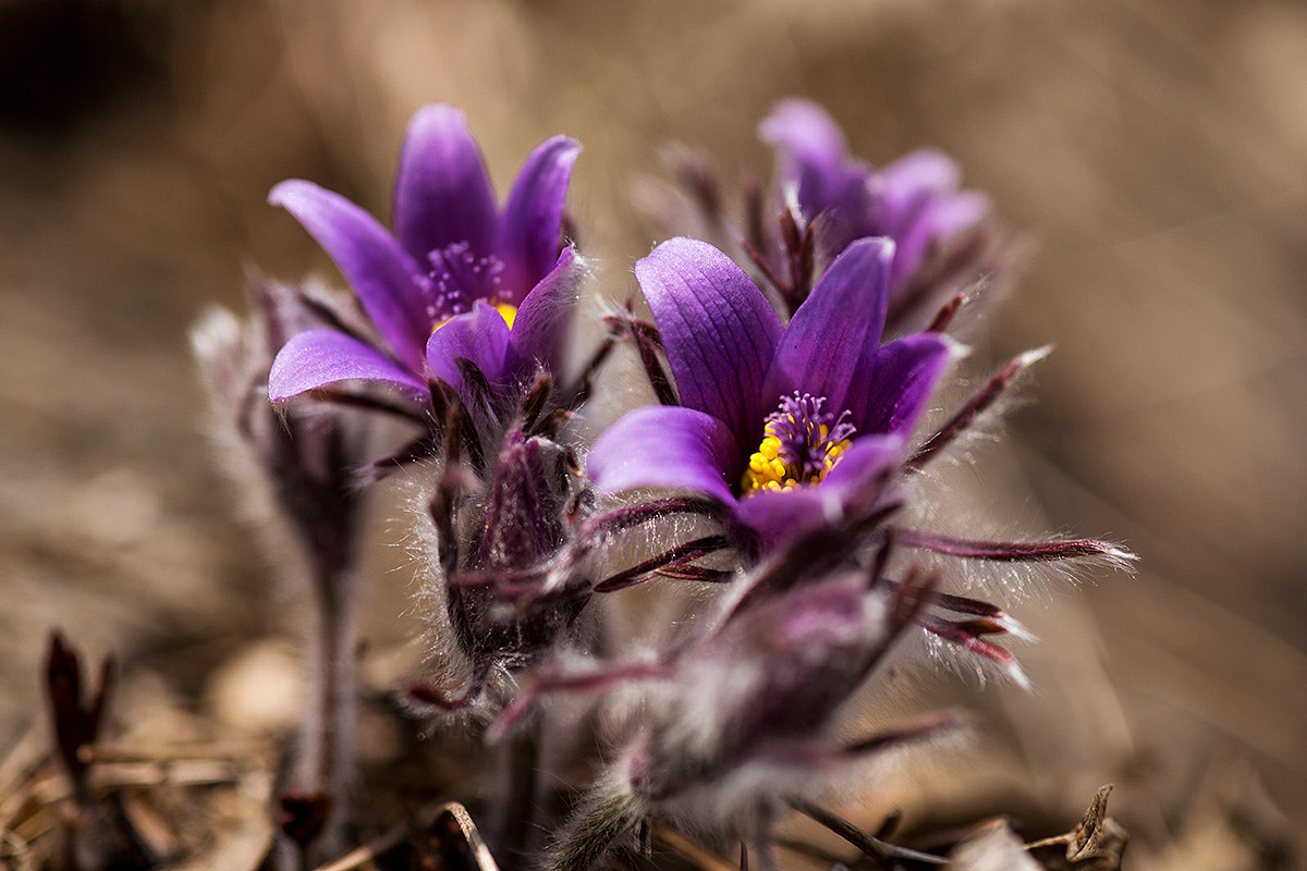 Sigma 105mm F2.8 EX DG Macro sample photo. Ano photography