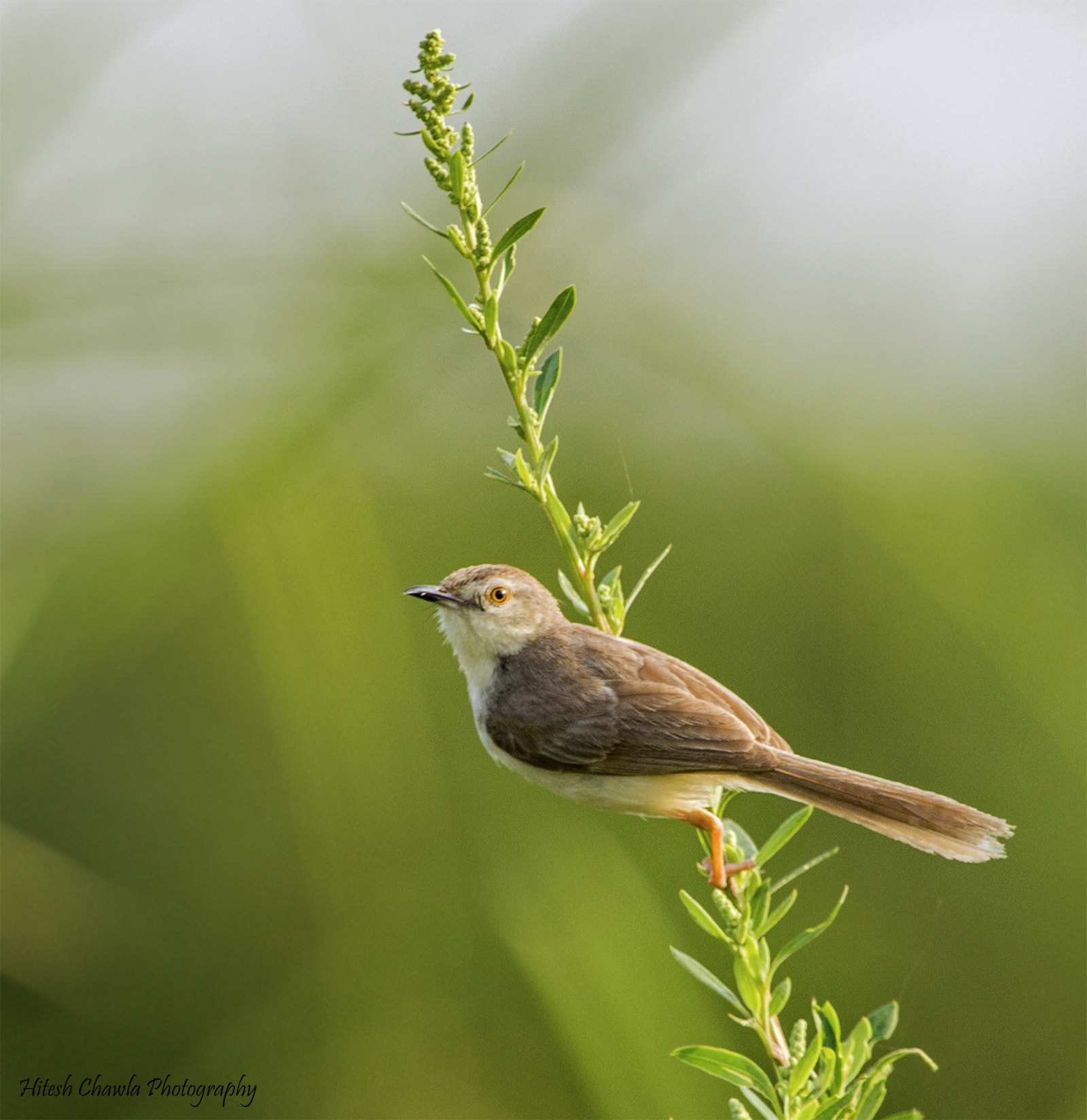 Canon EF 100-400mm F4.5-5.6L IS USM sample photo. A beautiful bush bird photography