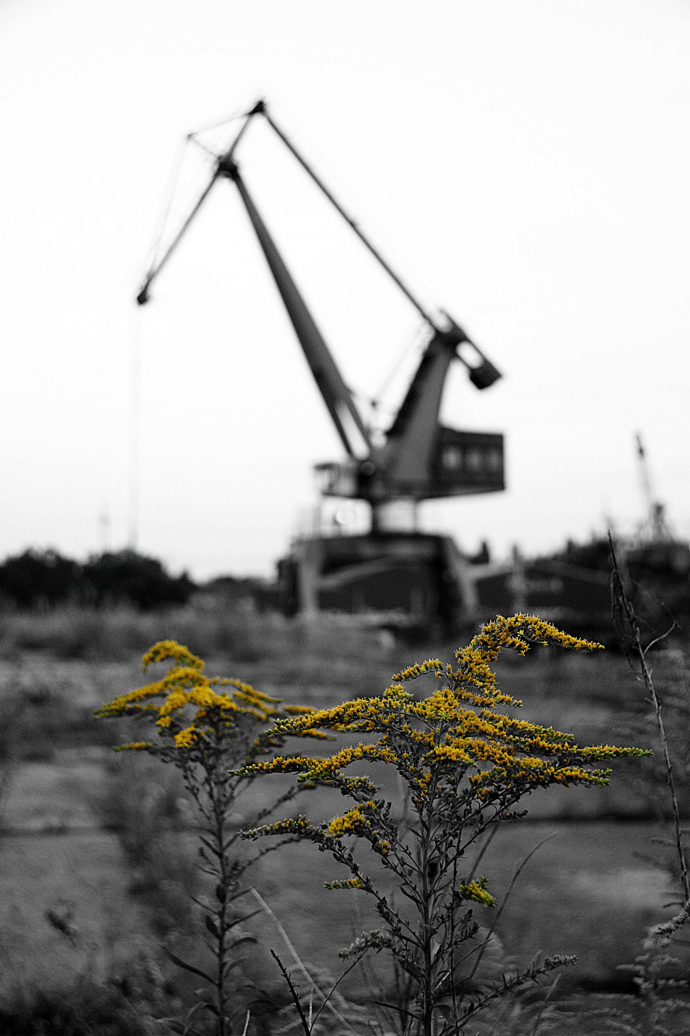 Canon EF-S 18-200mm F3.5-5.6 IS sample photo. Some flowers left photography