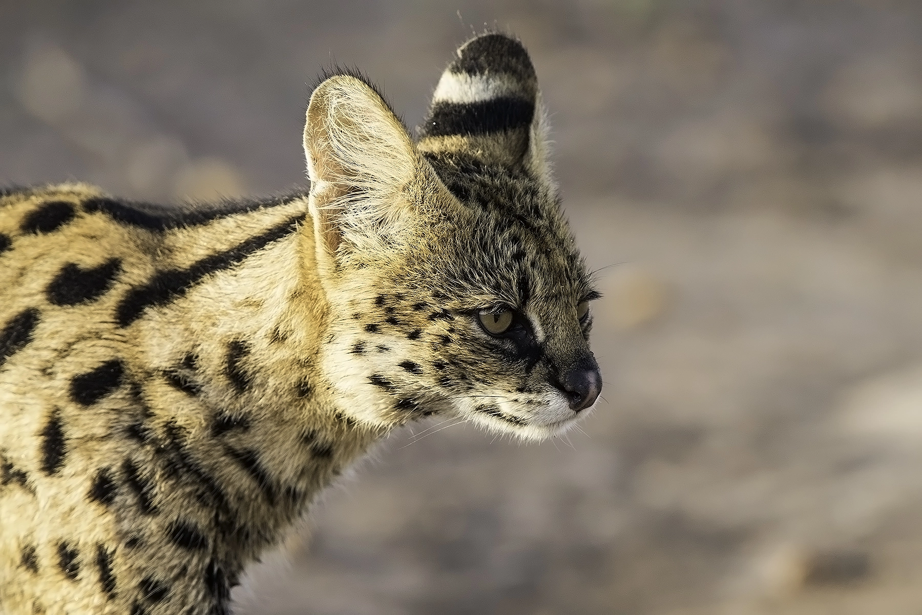 Canon EOS-1D X sample photo. Serval cat photography