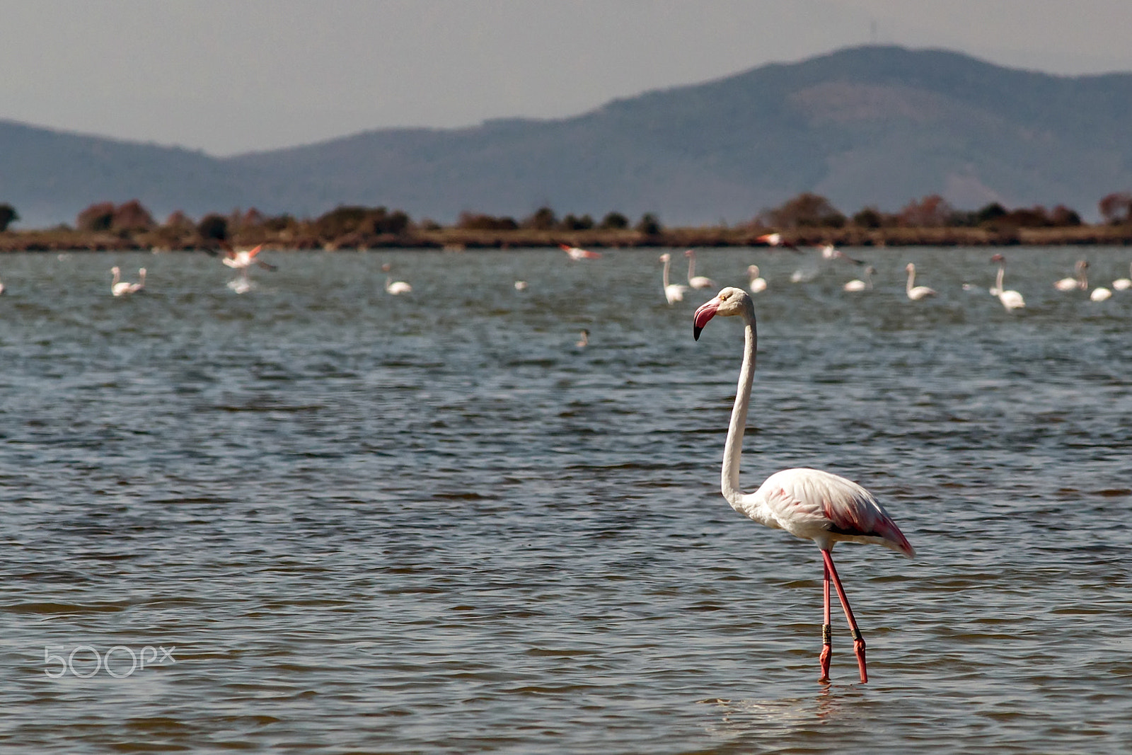 Minolta AF 80-200mm F2.8 HS-APO G sample photo. Flamingo photography