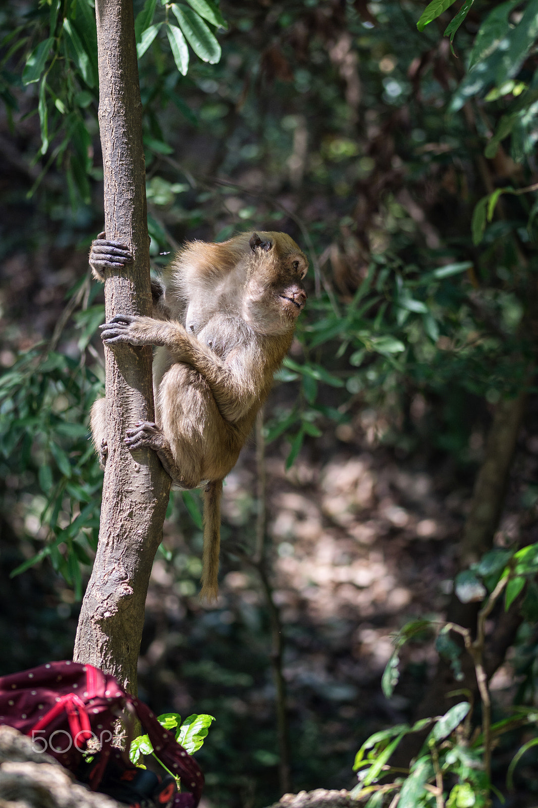 Sigma 105mm F2.8 EX DG OS HSM sample photo. Thief monkey looking for a chance photography