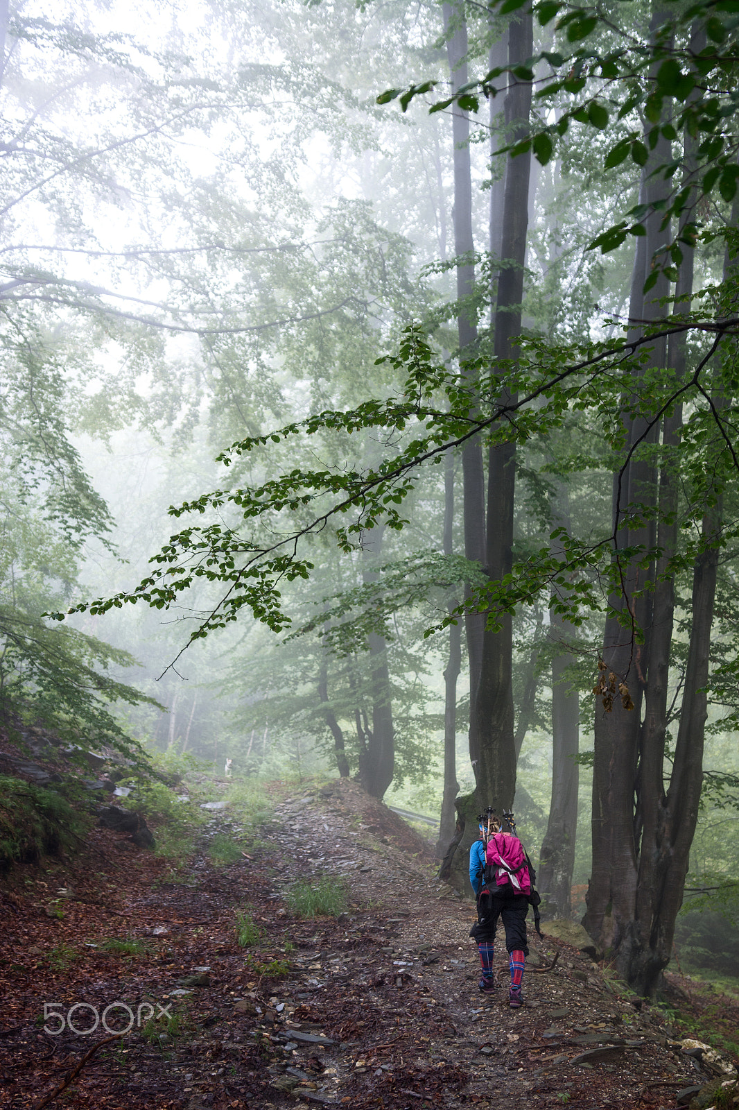 Nikon D7100 sample photo. Backpack girl with dog trekking through the forest photography