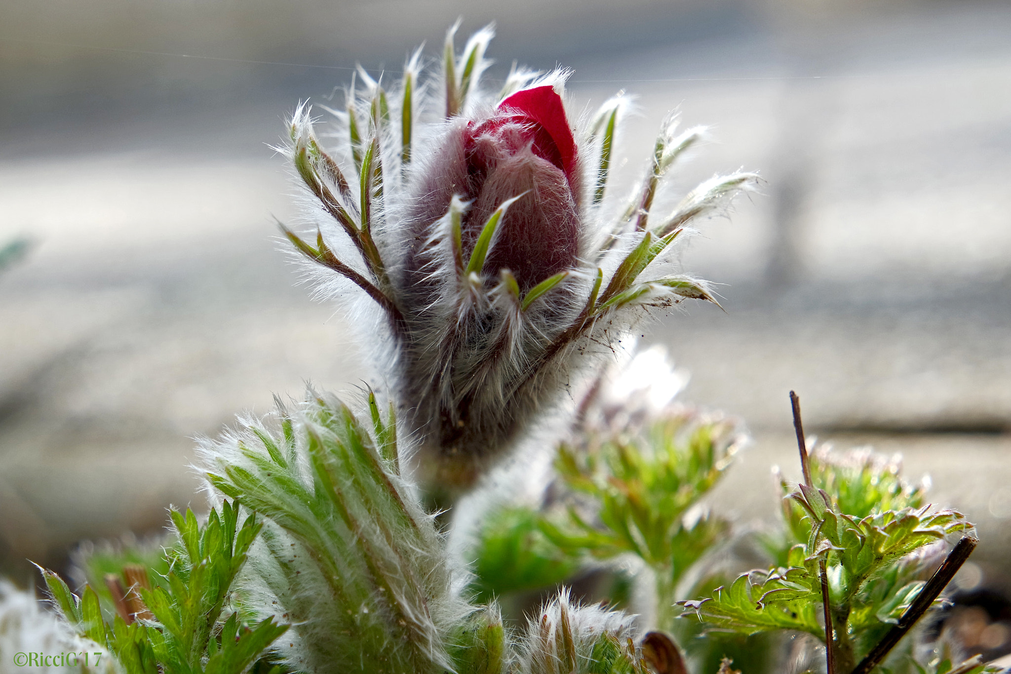 Samsung NX 16-50mm F3.5-5.6 Power Zoom ED OIS sample photo. Küchenschelle (pulsatilla vulgaris) photography