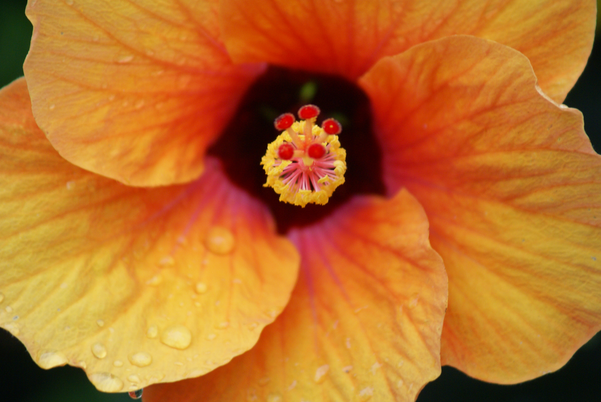 Sony 75-300mm F4.5-5.6 sample photo. Orange hibiscus flower photography